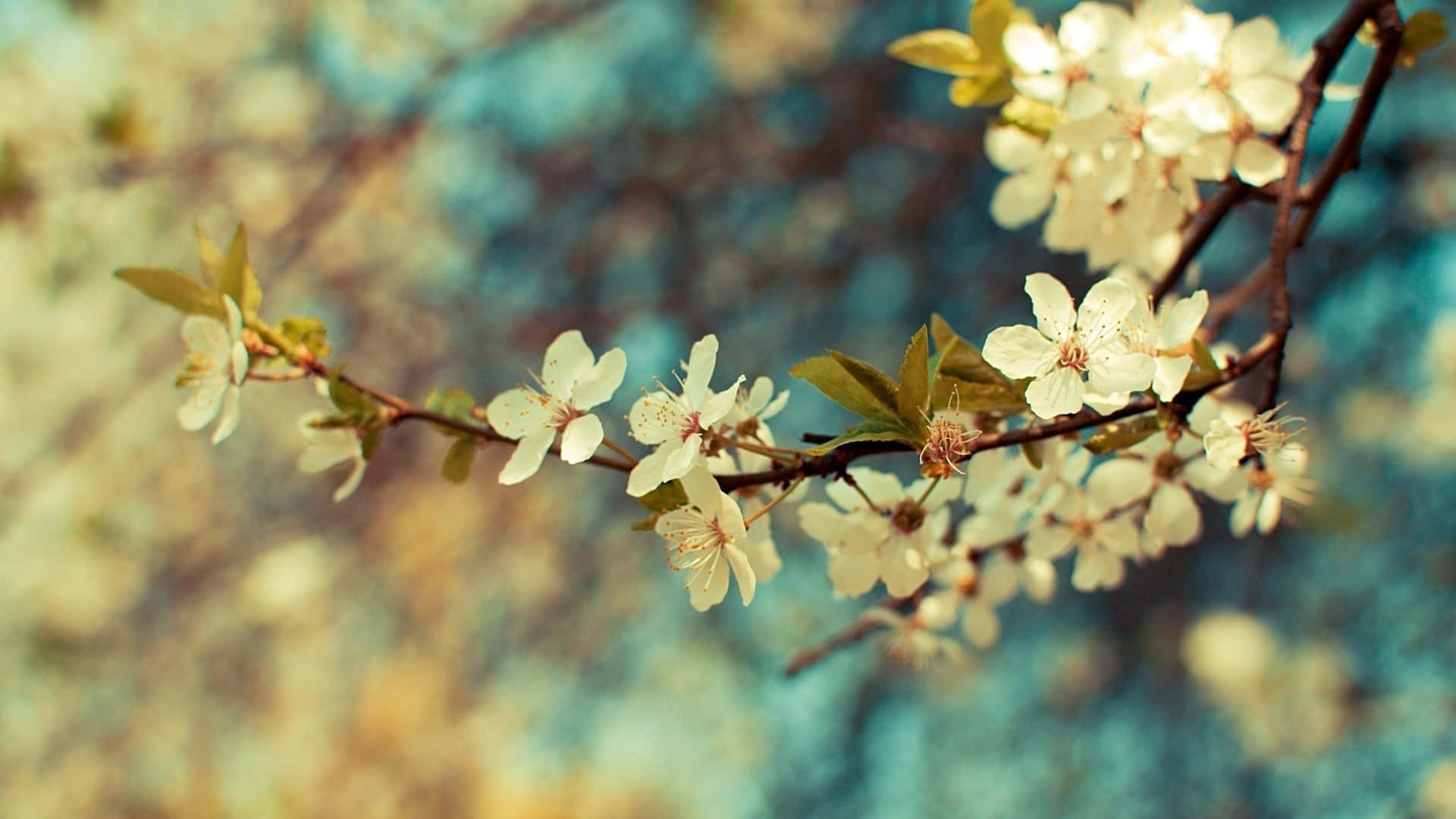 Vintage Flower, white blossoms, slender branch, Full HD Desktop Wallpaper