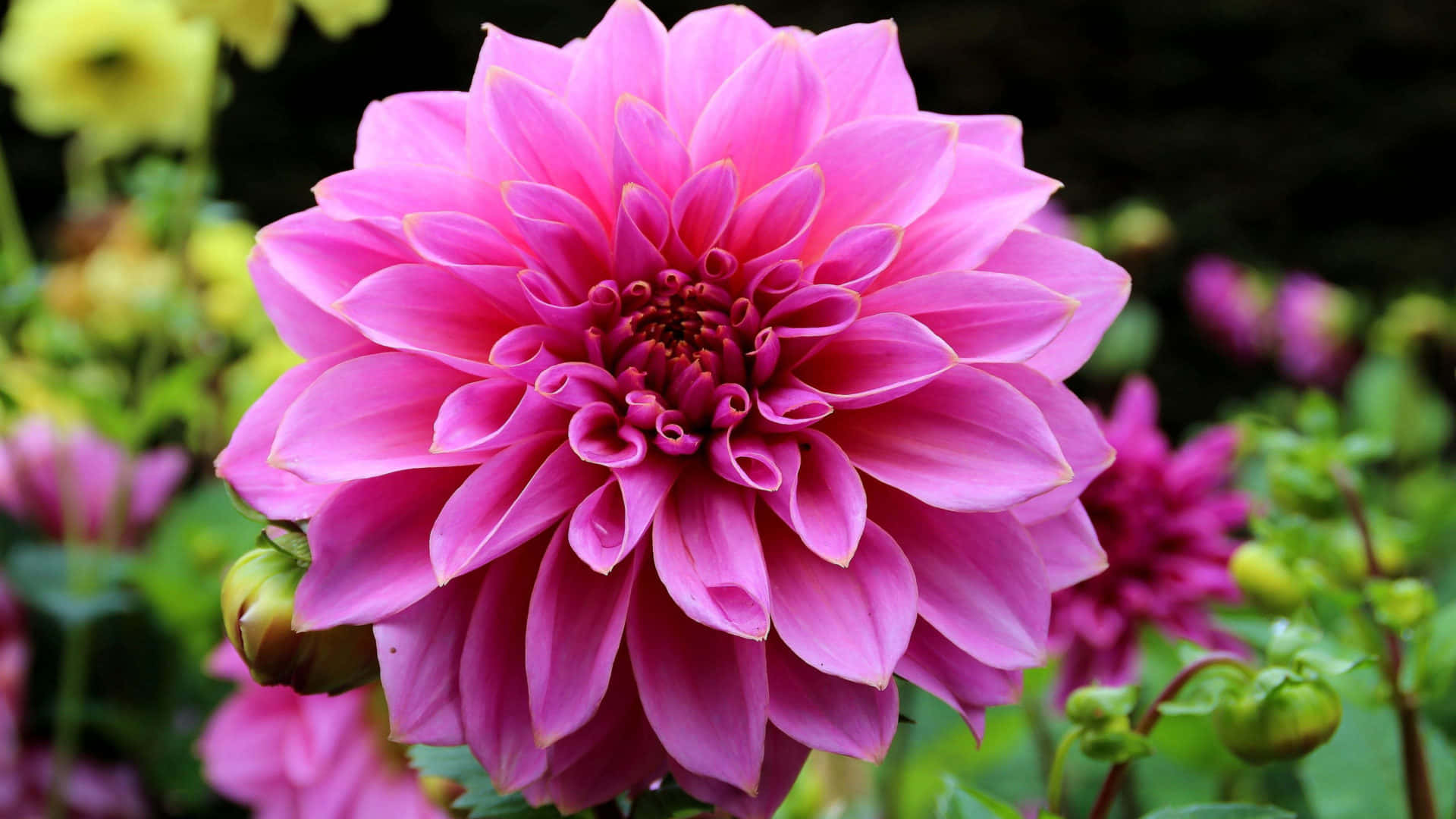 pink dahlia flower, layered petals, dark center, Full HD Desktop Wallpaper