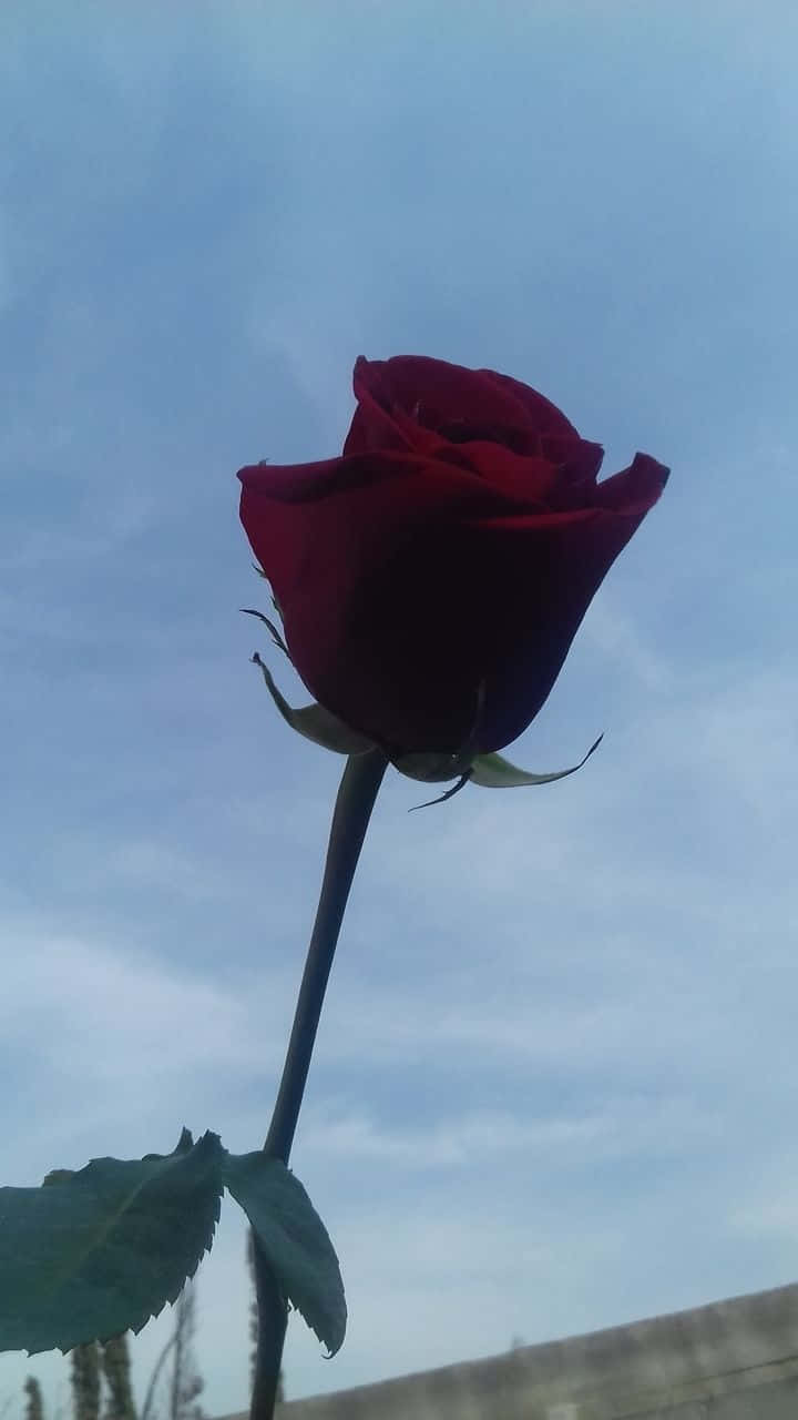 vintage grunge aesthetic, deep red rosebud, soft blue sky, HD Phone Wallpaper