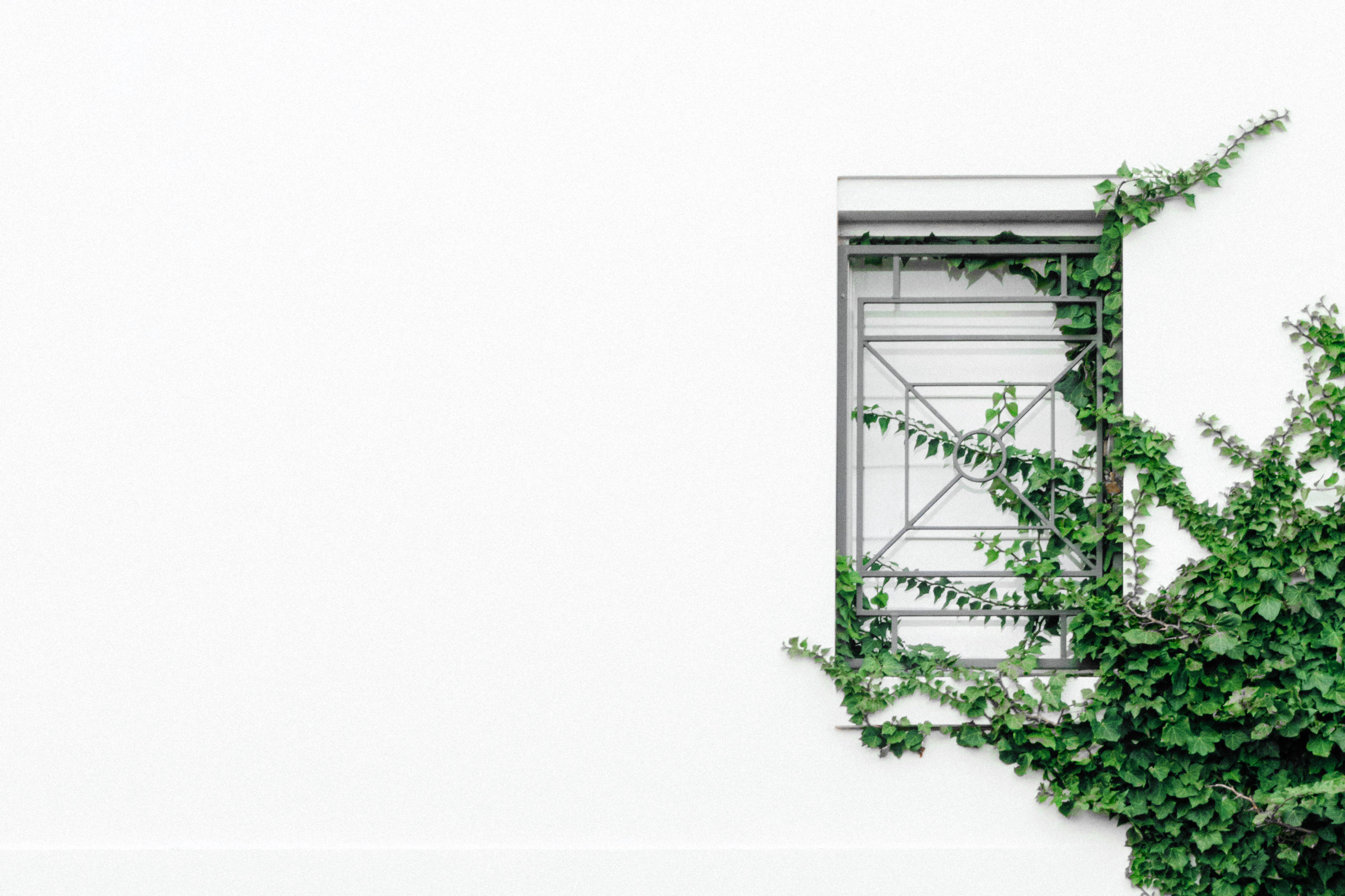 minimalist abstract art background, lush green ivy, stark white wall, 2K Desktop Wallpaper