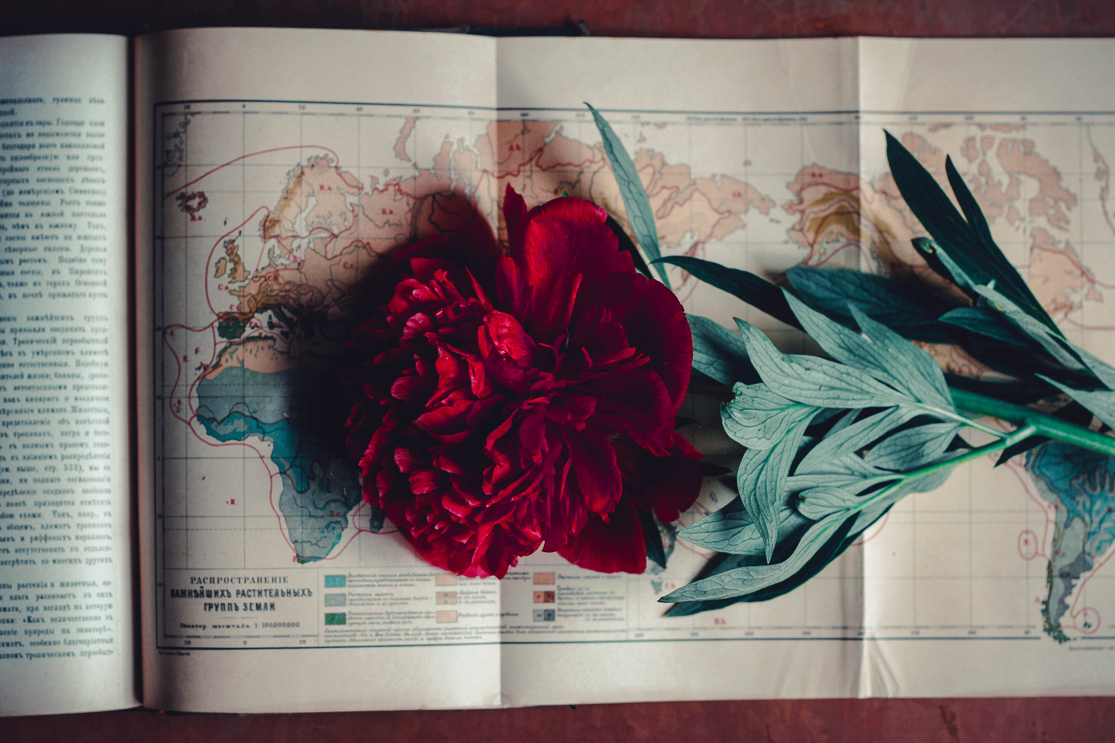 vintage minimalist, rose, peony, 2K Desktop Wallpaper