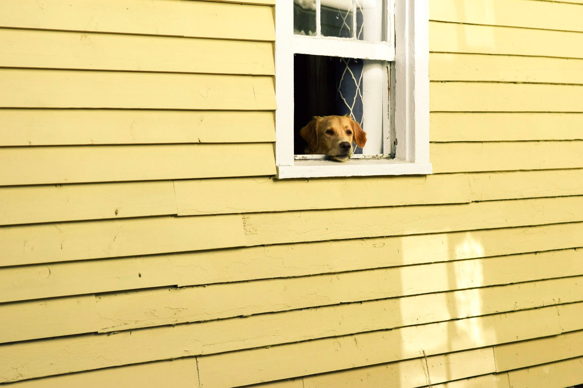 golden retriever, white-framed window, weathered yellow clapboard house wall, Full HD Desktop Wallpaper
