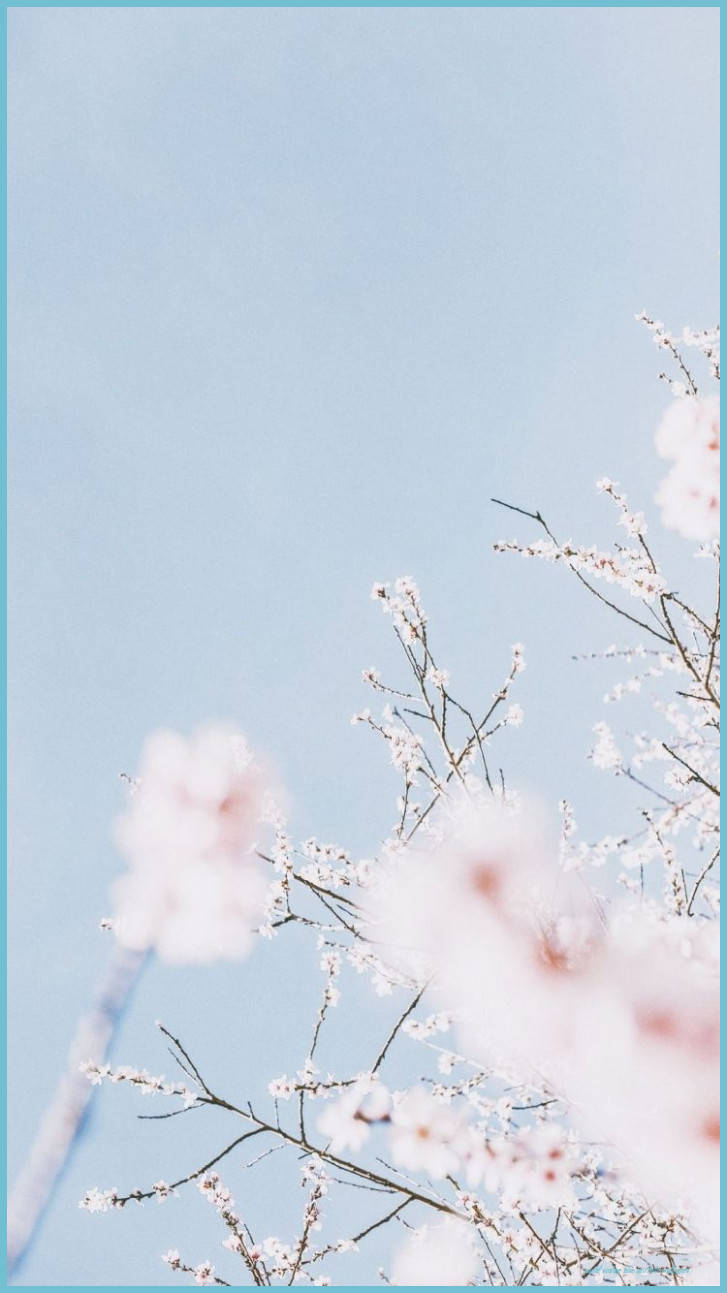 vintage pastel, pastel blue sky, pink cherry blossoms, HD Phone Wallpaper