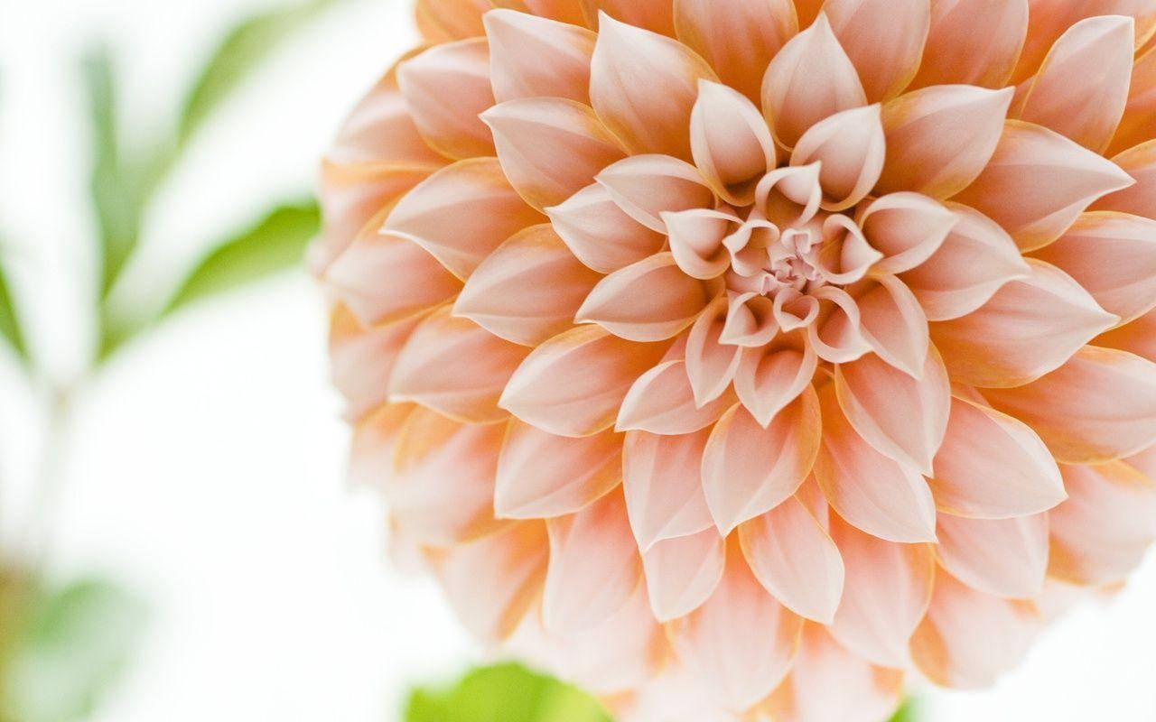 Dahlia Bulb Peaches, soft peach dahlia, layered petals, HD Desktop Wallpaper