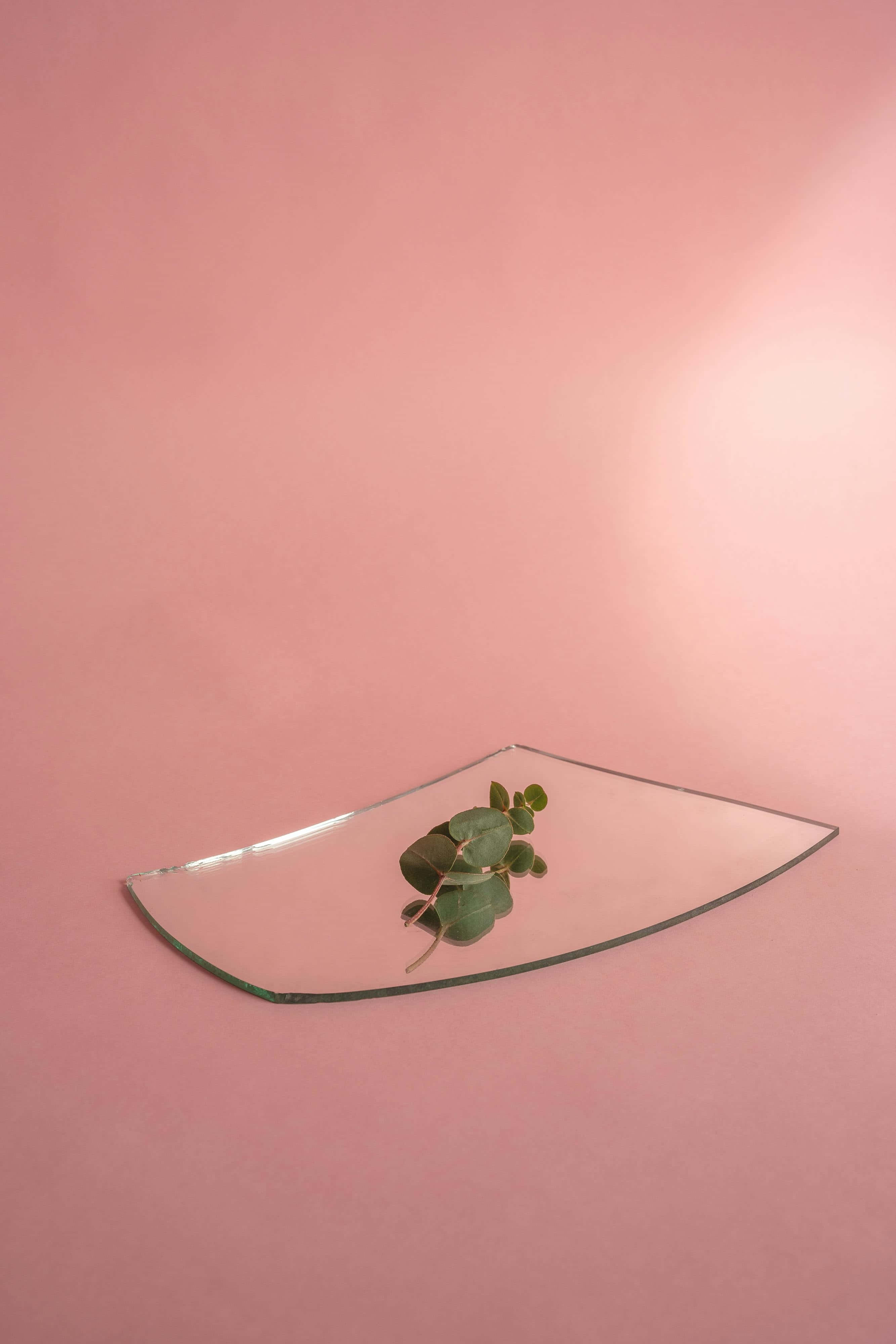 eucalyptus sprig, clear glass plate, soft pink background, 4K Phone Wallpaper
