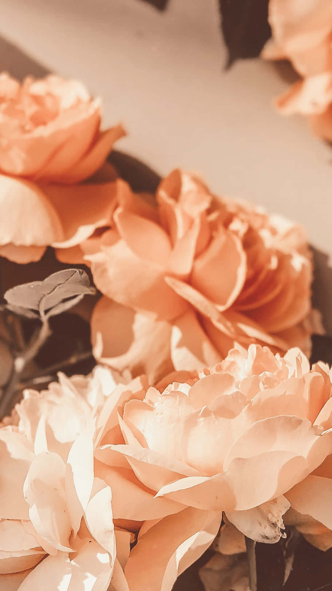 vintage peach roses aesthetic, peach roses, warm sunlight, Full HD Phone Wallpaper