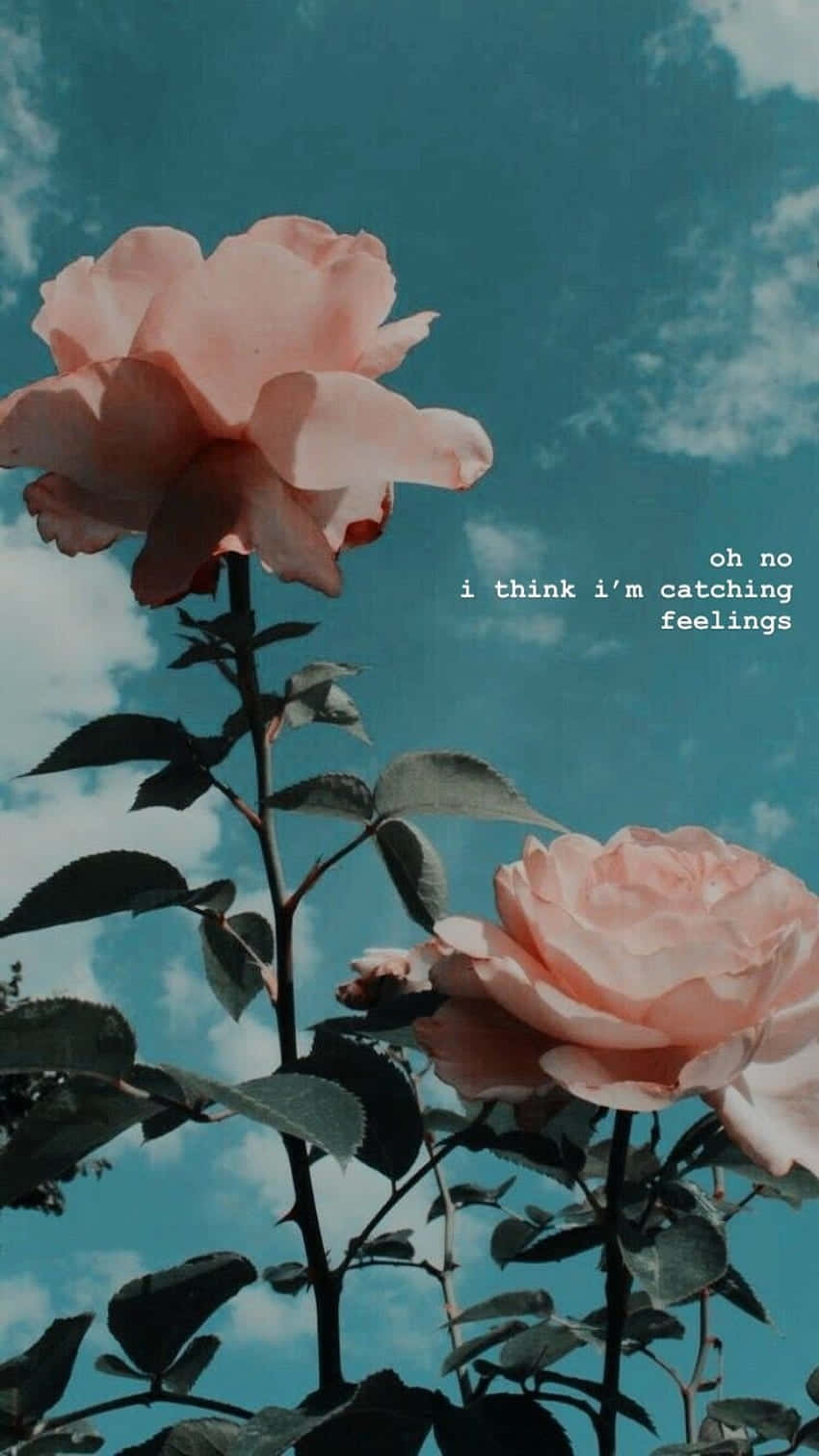 Vintage Peach Roses Aesthetic, soft pink roses, teal sky, HD Phone Wallpaper