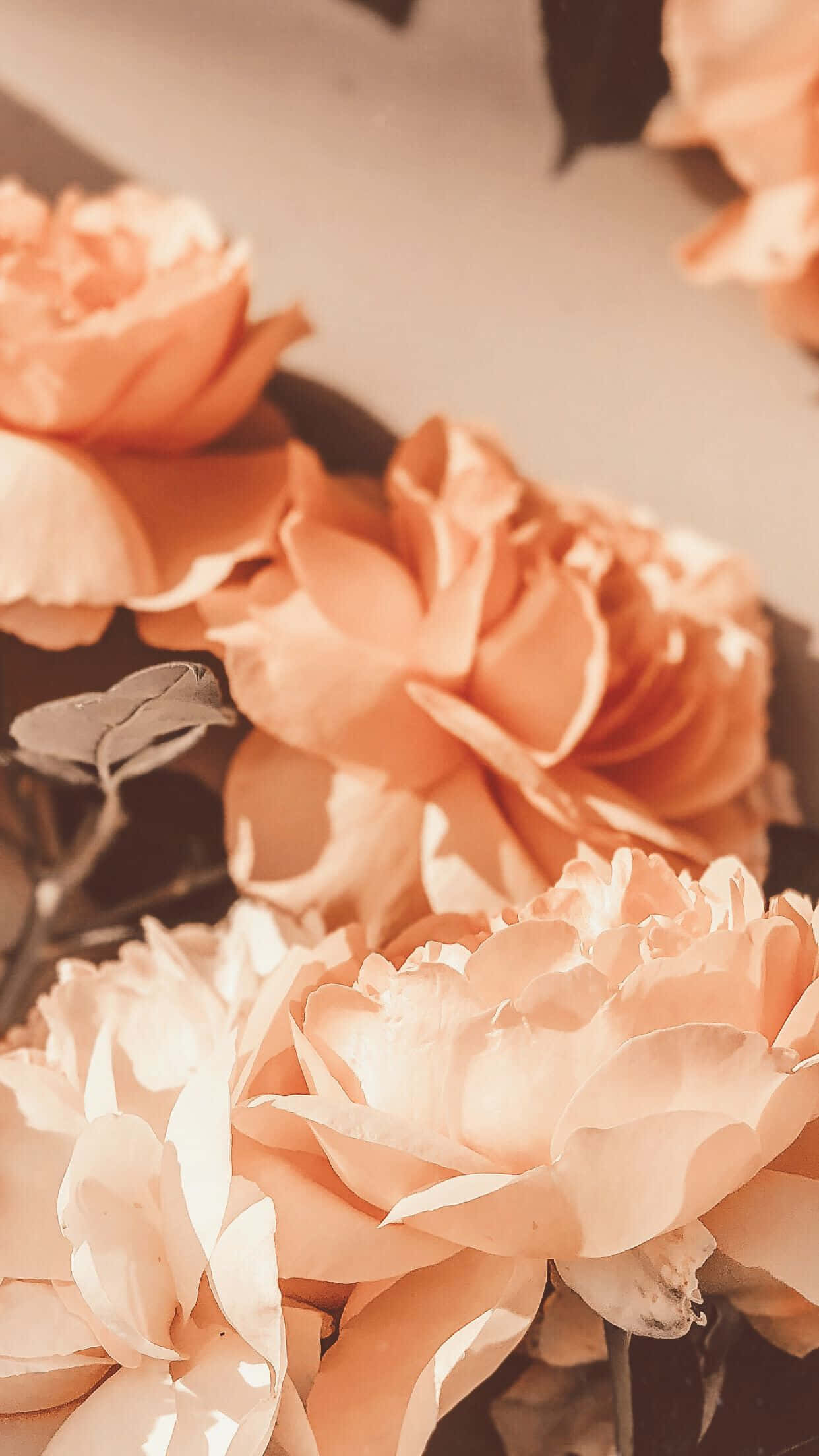 Vintage Peach, peach roses, petals, Full HD Phone Wallpaper
