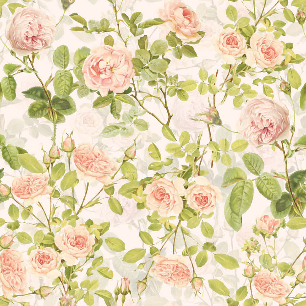 Vintage Peach, soft pink roses, green leaves, SD Desktop Wallpaper