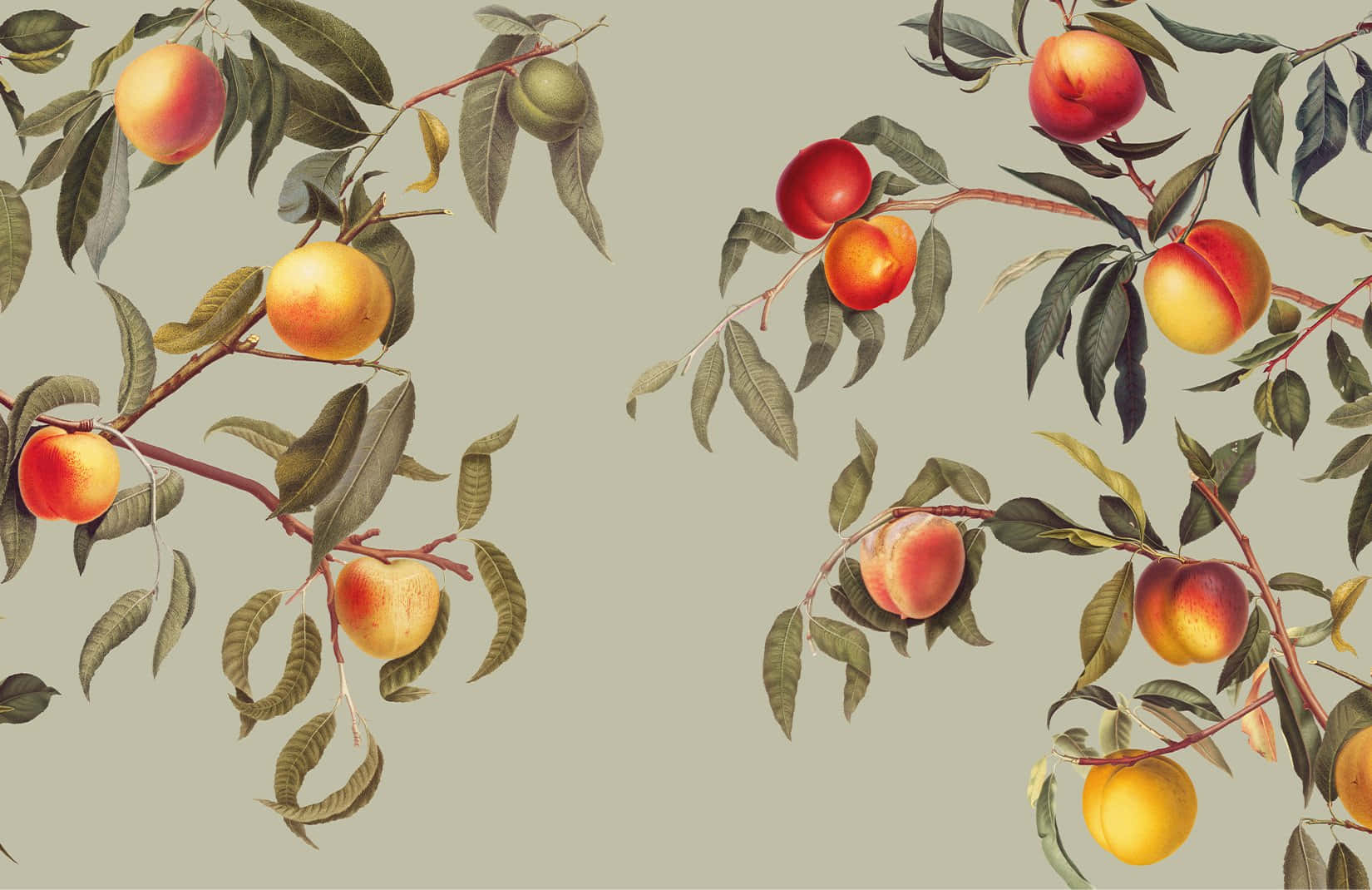 Vintage Peach, peach branches, ripe fruit, HD Desktop Wallpaper