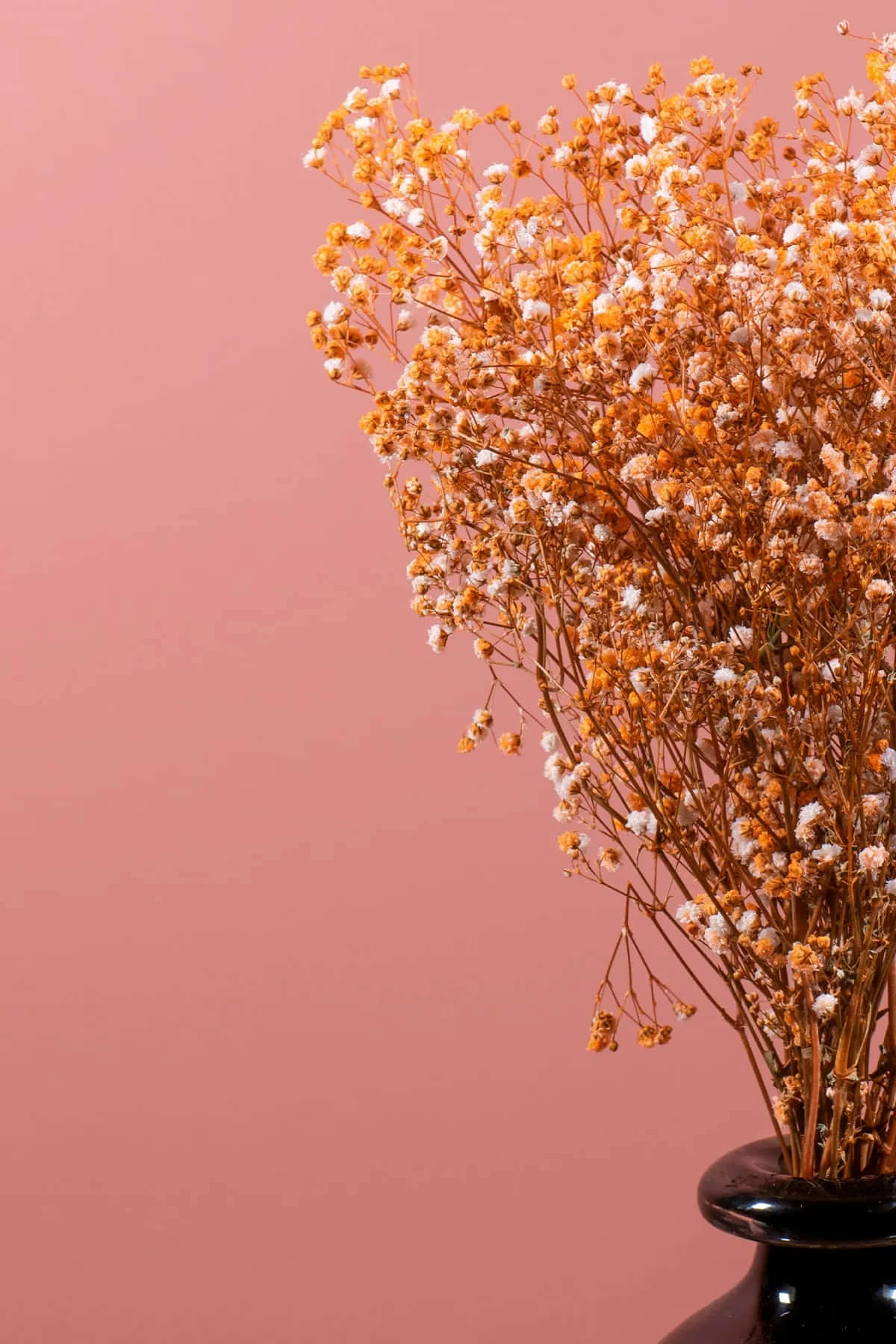 Vintage Peach, dried baby's breath, orange and white blooms, HD Phone Wallpaper