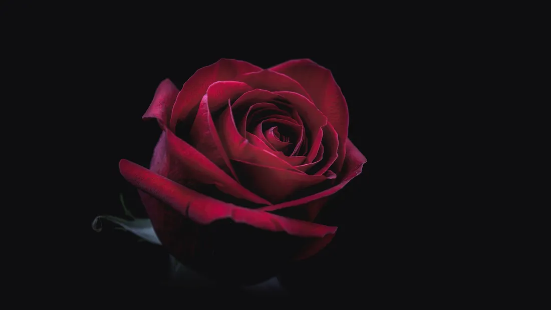 Vintage Rose