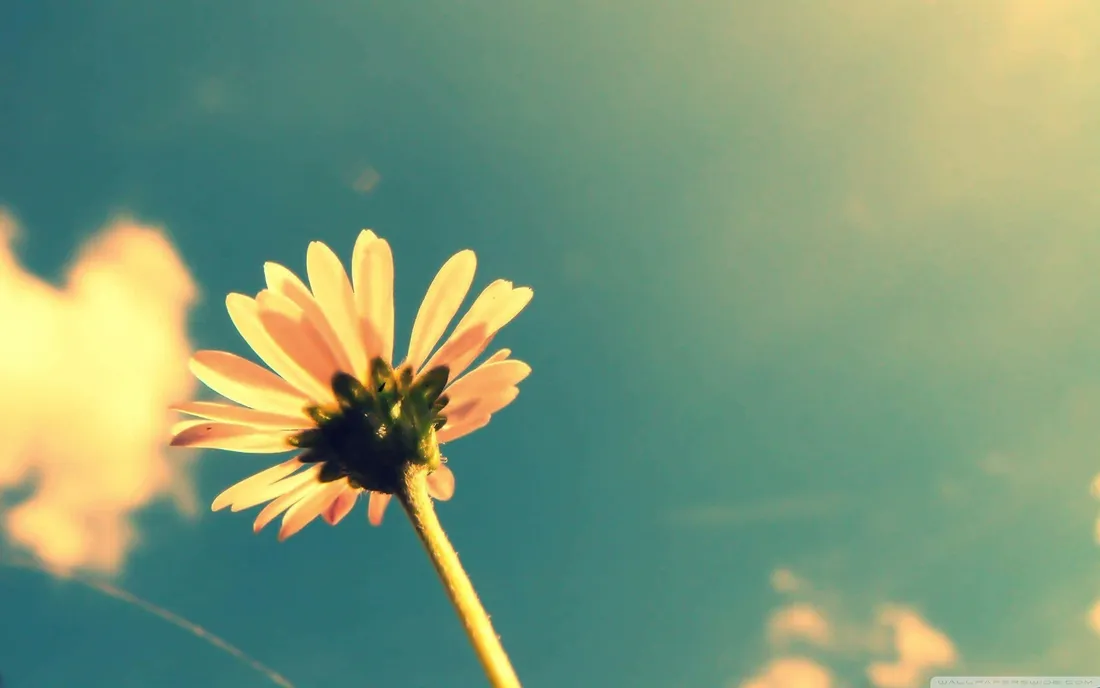 Vintage Soft Aesthetic