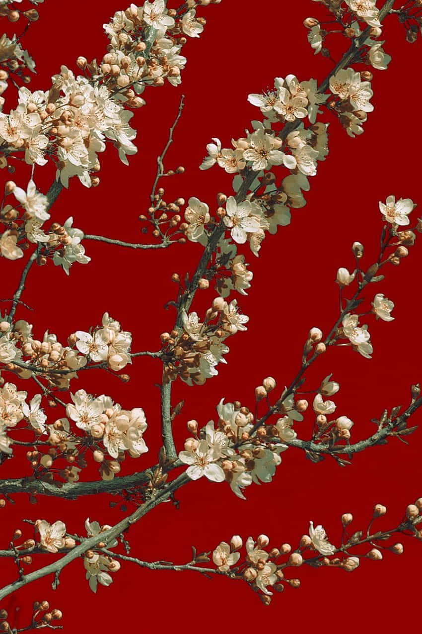 red background, white blossoms, dark branches, SD Phone Wallpaper