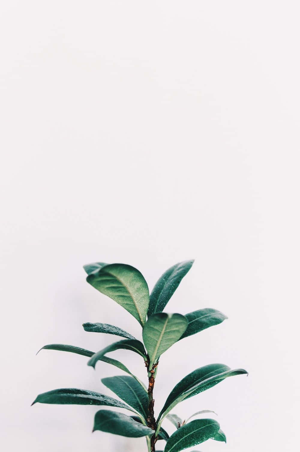 minimalist green plant, white background, dew drops, HD Phone Wallpaper