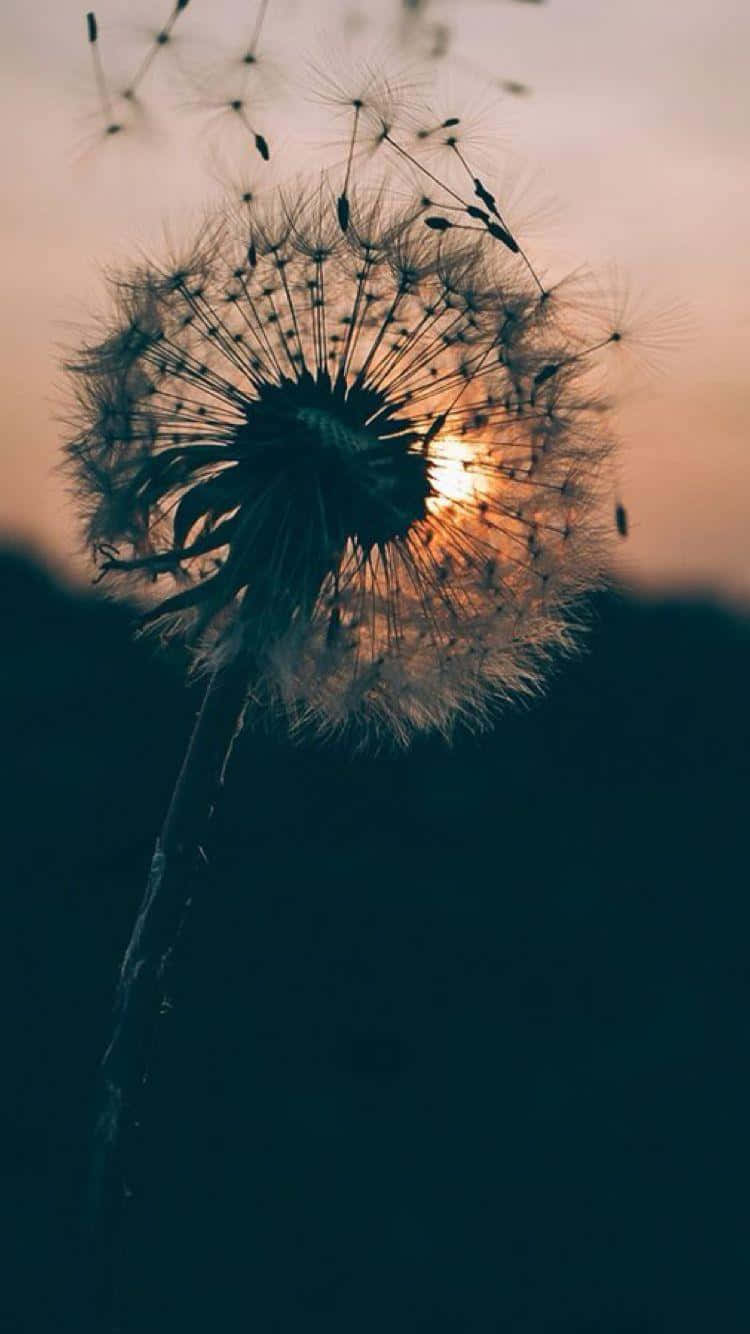 dandelion seed head, warm sunset sky, seeds drifting away, HD Phone Wallpaper