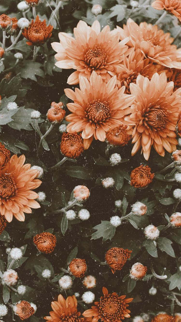 vintage orange flowers, soft aesthetic, vibrant orange chrysanthemums, HD Phone Wallpaper