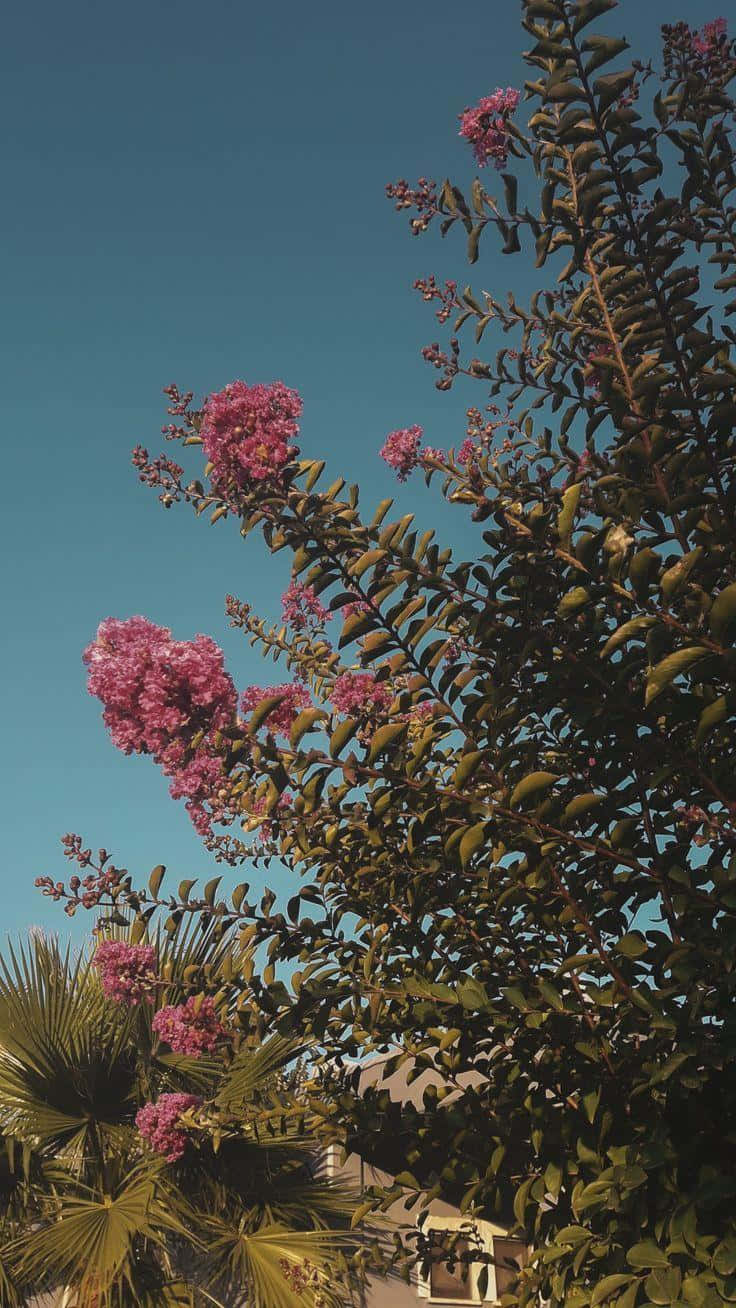 vintage soft aesthetic, pink crepe myrtle blossoms, clear blue sky, HD Phone Wallpaper