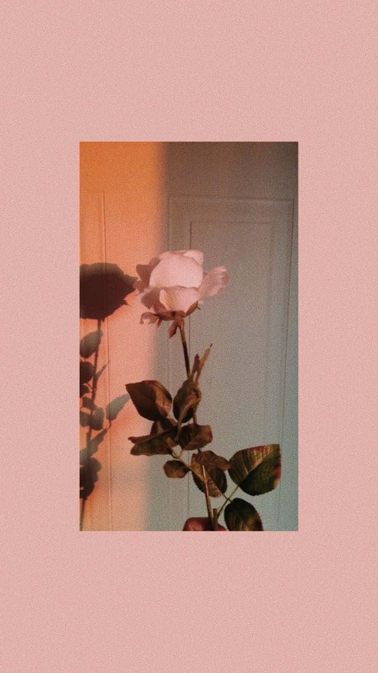 Vintage Rose Shadow Aesthetic, pale pink rose, dark leaves, HD Phone Wallpaper