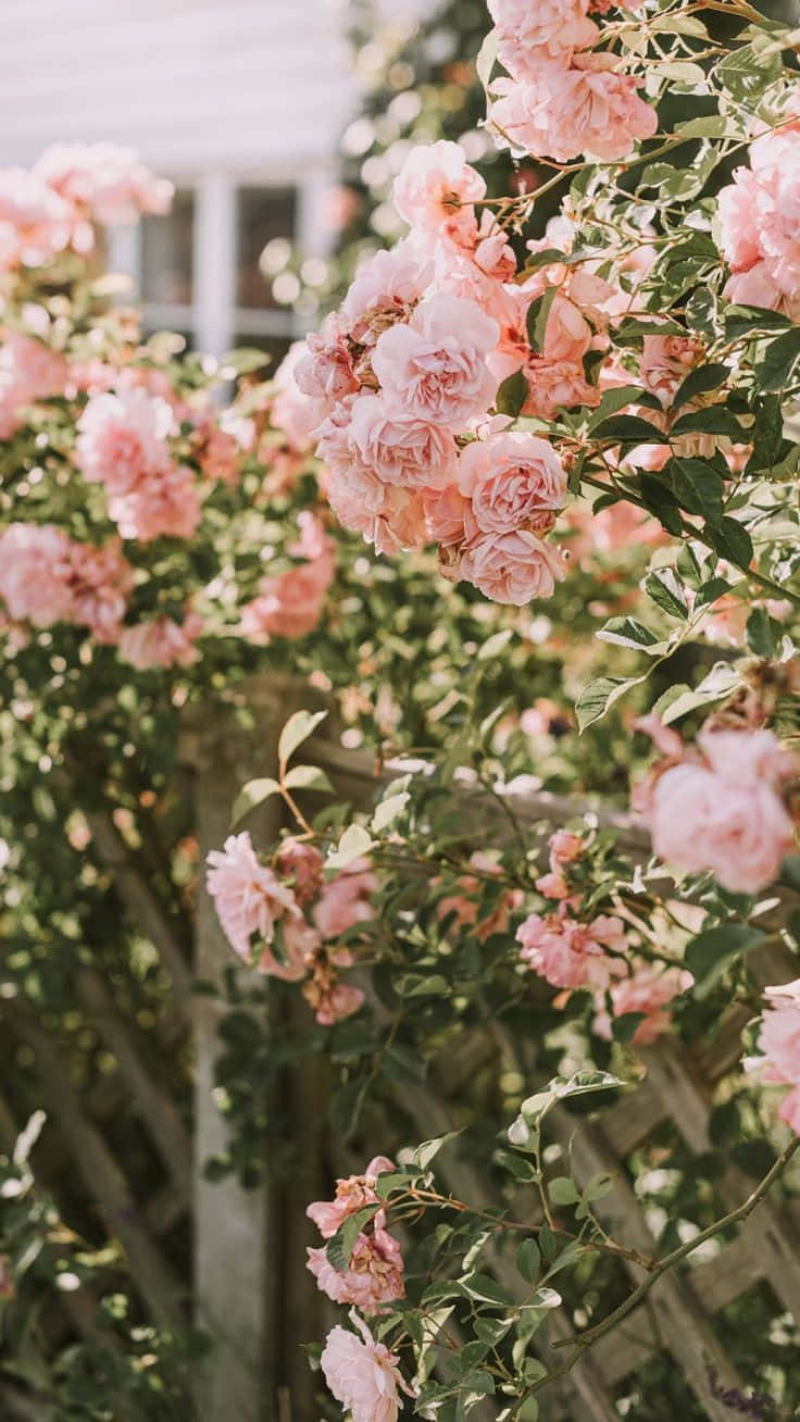 Vintage Soft Aesthetic, pink roses, wooden trellis, HD Phone Wallpaper