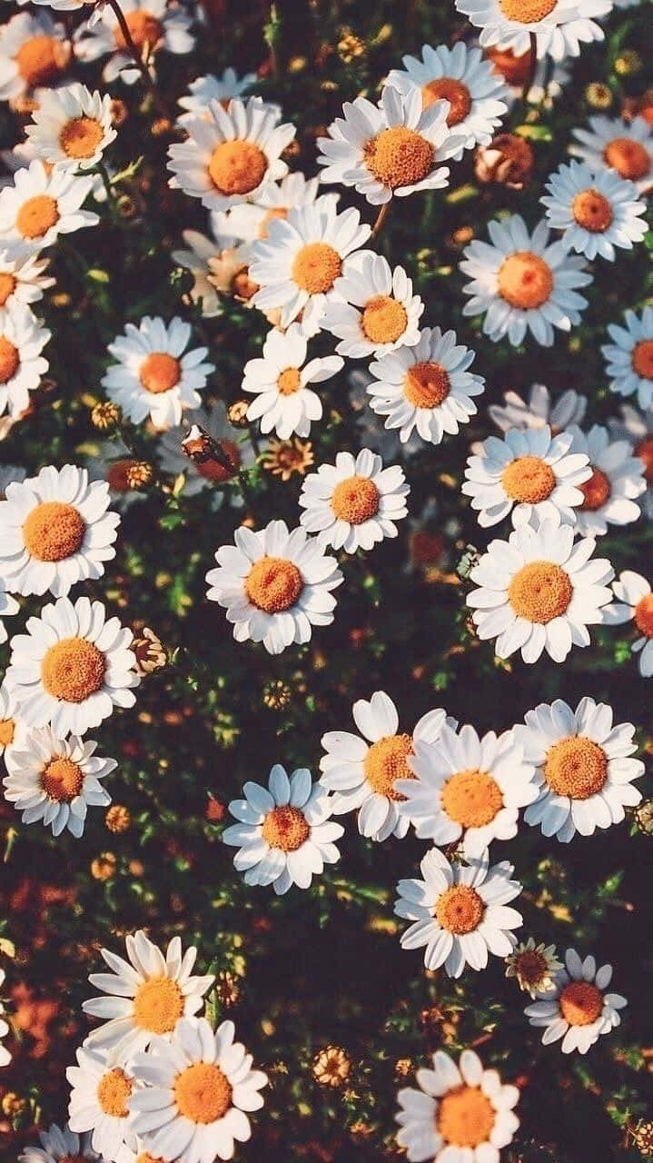 daisy field, sunlit, white daisies, HD Phone Wallpaper