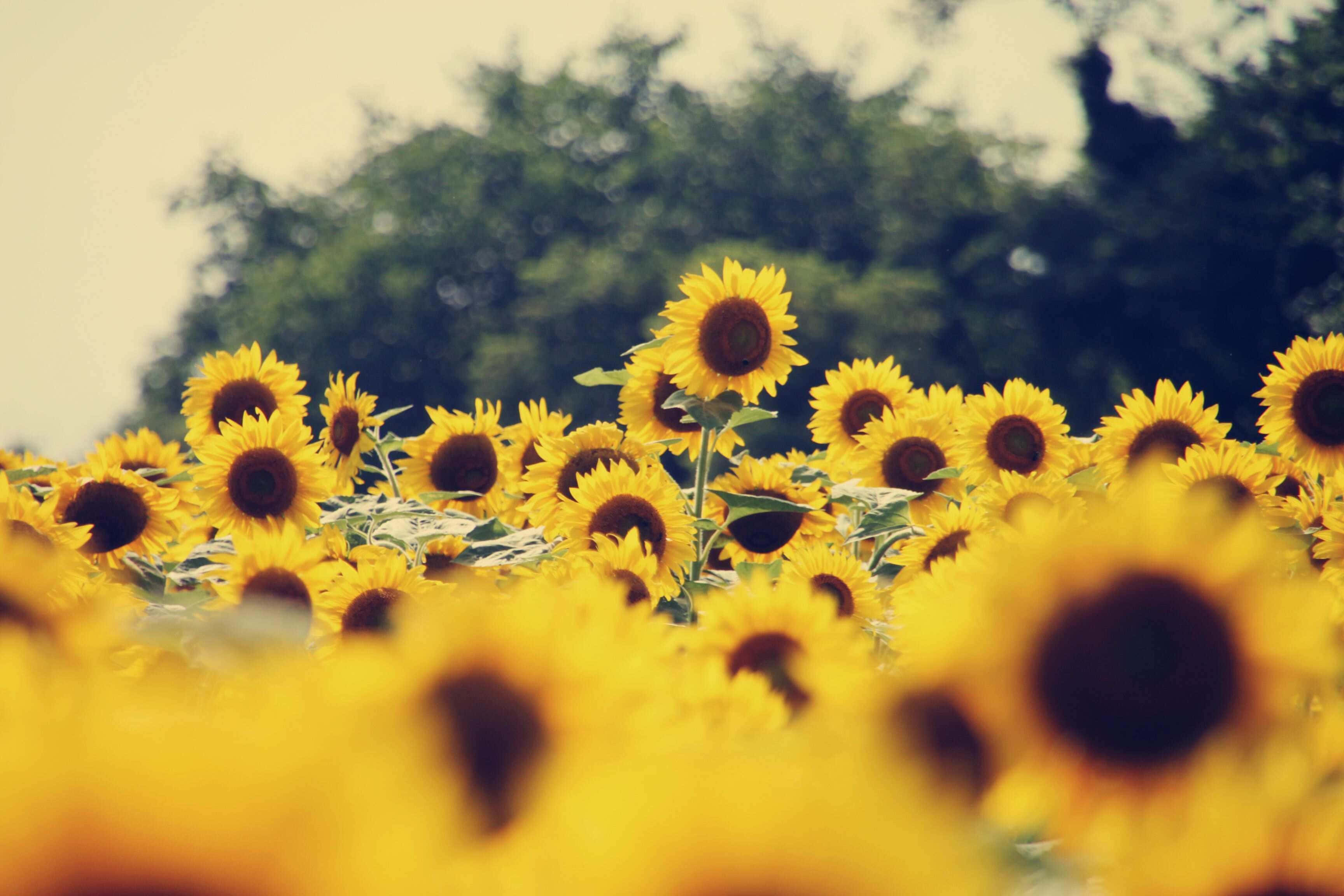 vintage sunflower field, summer glow, vibrant yellow sunflowers, 2K Desktop Wallpaper