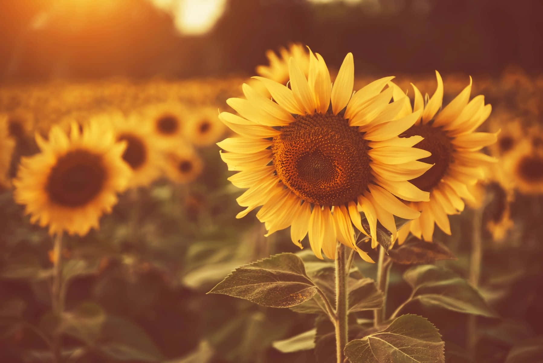 Golden Hour, sunflower field, warm sunlit field, HD Desktop Wallpaper