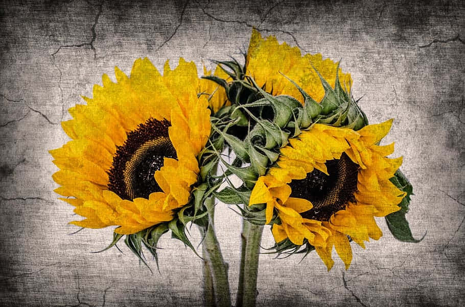Vintage Sunflower, vibrant yellow sunflowers, dark centers, SD Desktop Wallpaper