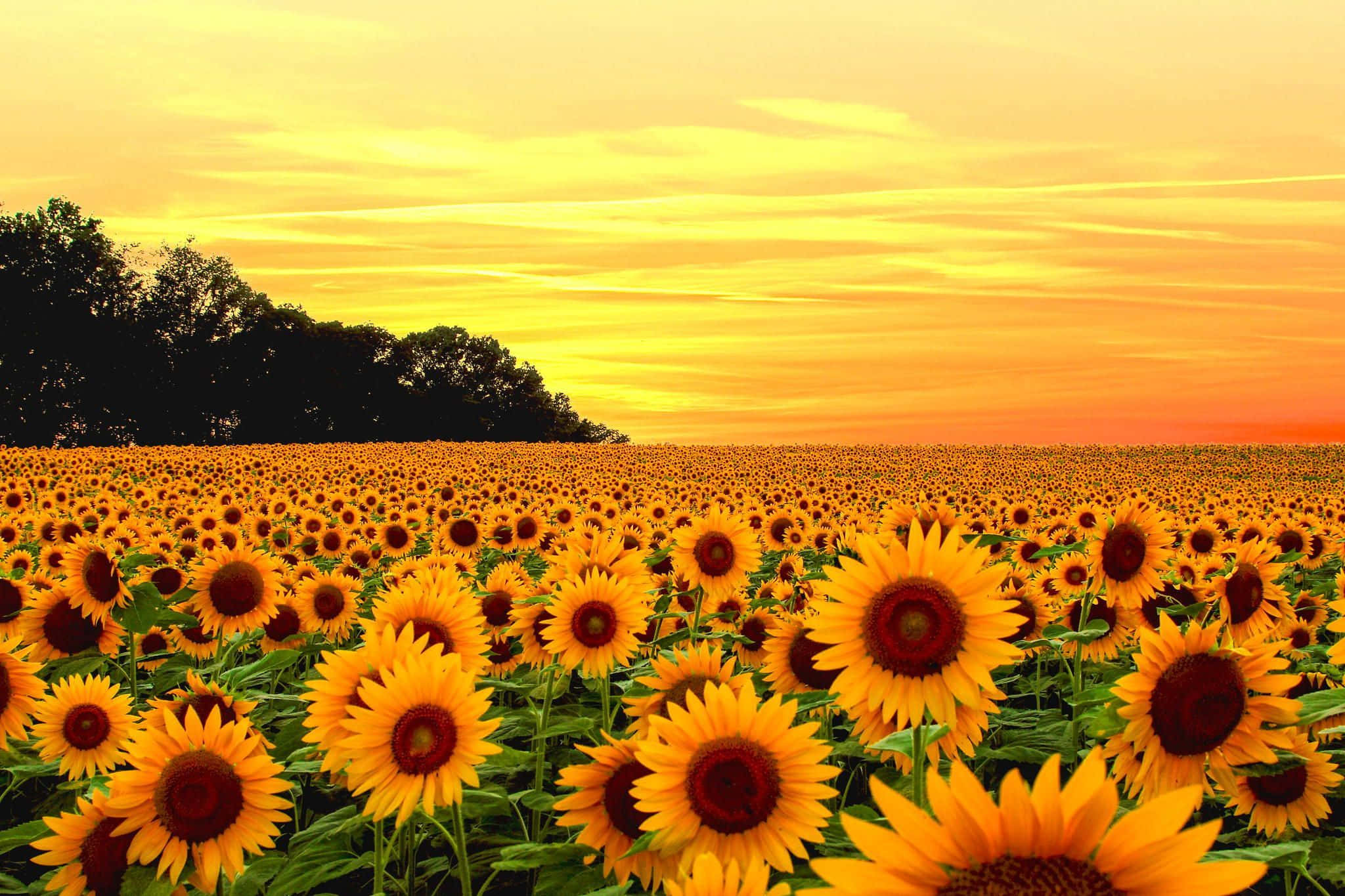 Sunset Sunflower Field Glow, golden sunset sky, vast field of sunflowers, Full HD Desktop Wallpaper