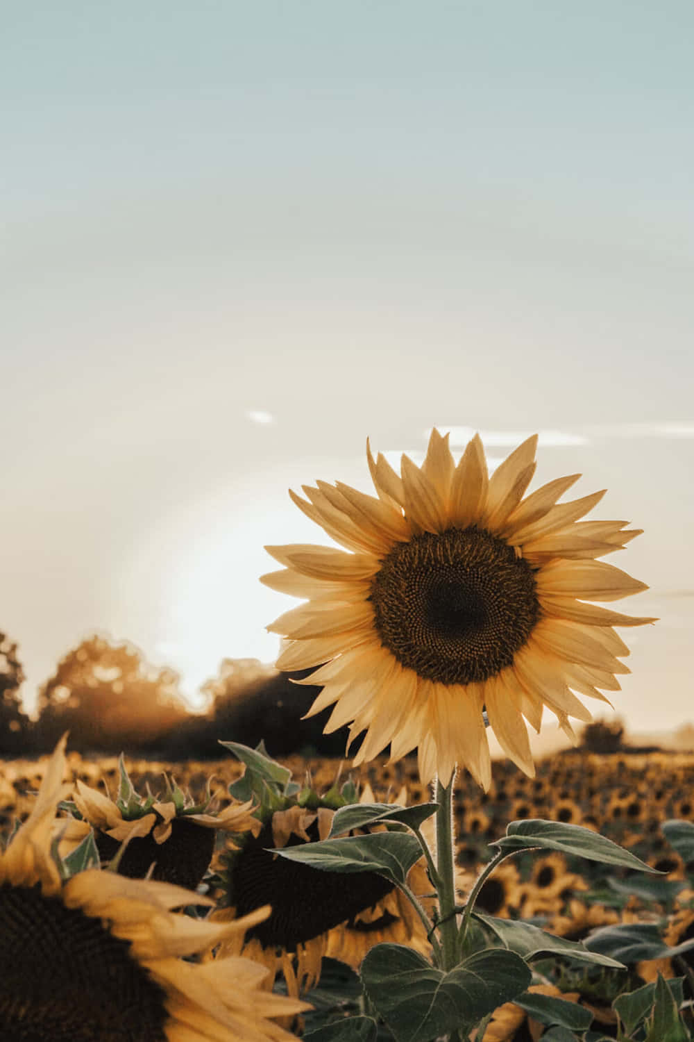 golden hour, sunflower field, single sunflower, HD Phone Wallpaper