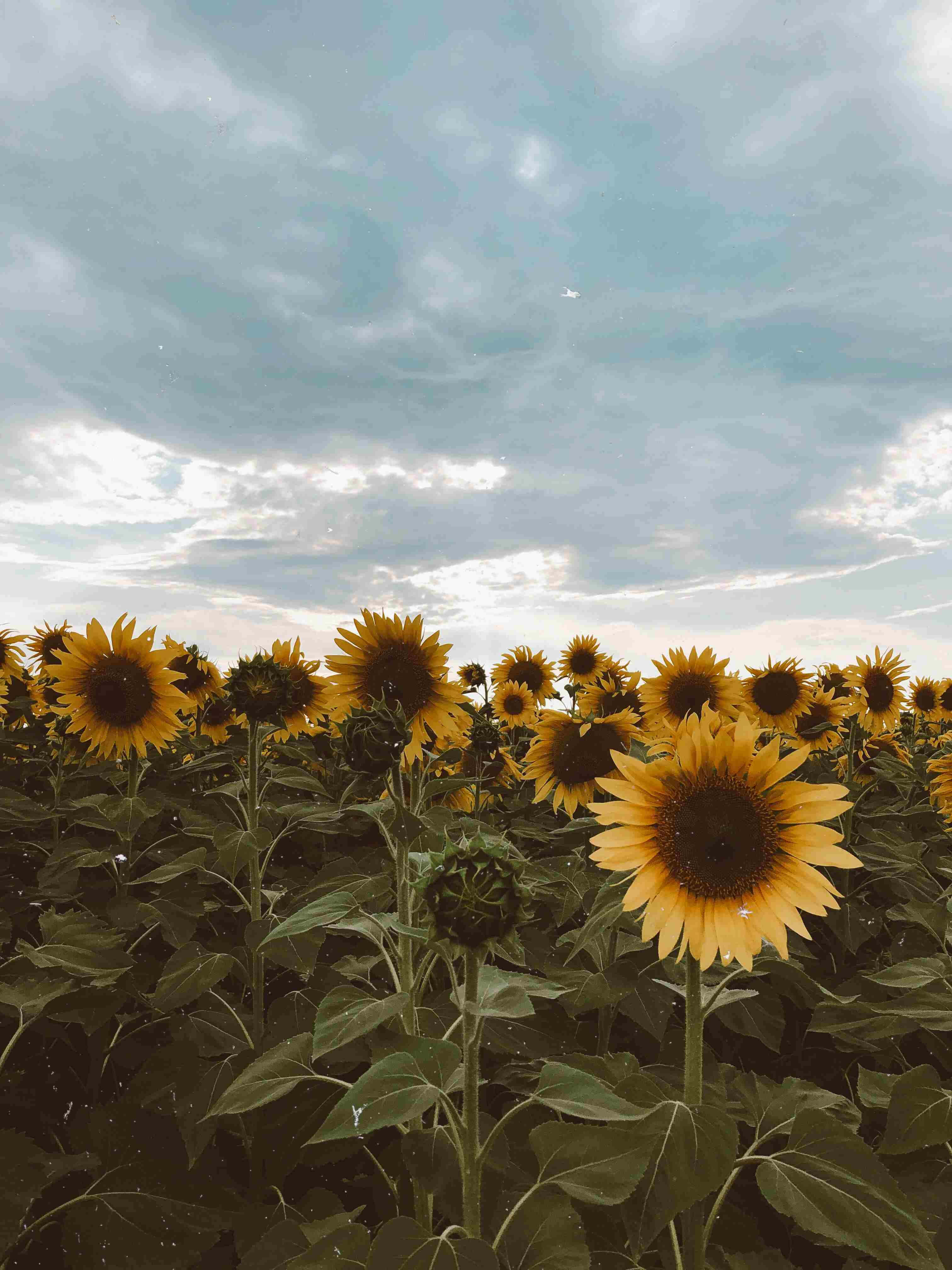 vintage sunflower field, cloudy sky, vibrant yellow sunflowers, 4K Phone Wallpaper