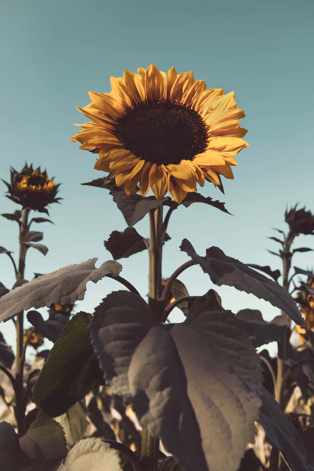 vintage sunflower field, sunset, vibrant yellow sunflower, HD Phone Wallpaper
