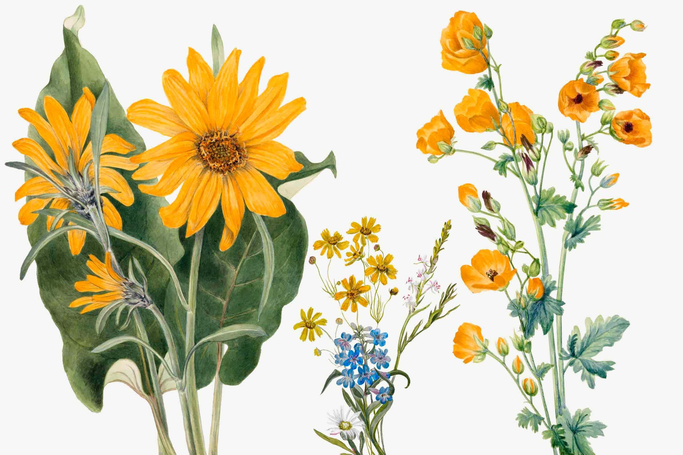 vintage floral illustration, sunflowers, poppies, Full HD Desktop Wallpaper