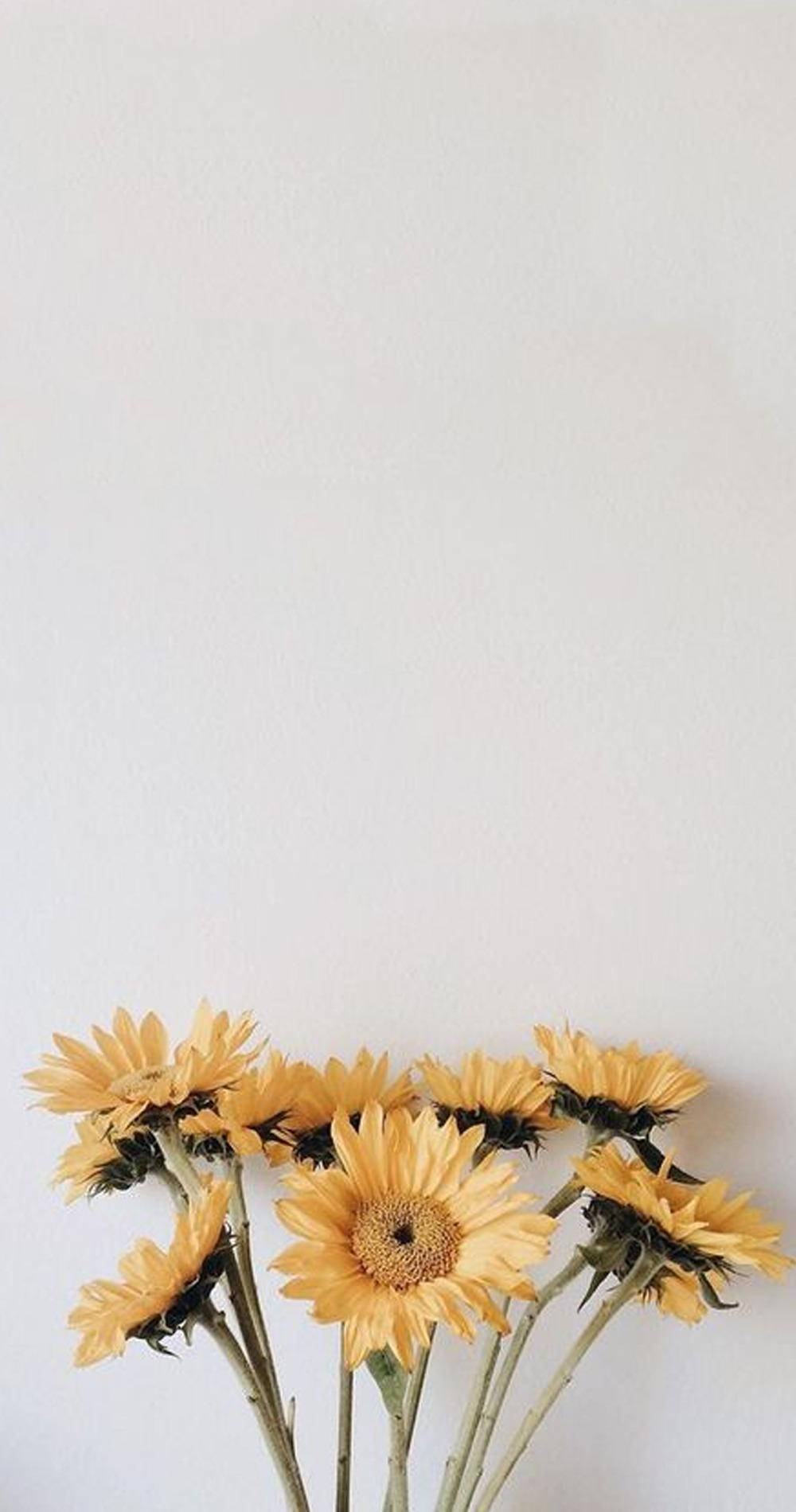 dried sunflowers, golden petals, dark centers, HD Phone Wallpaper