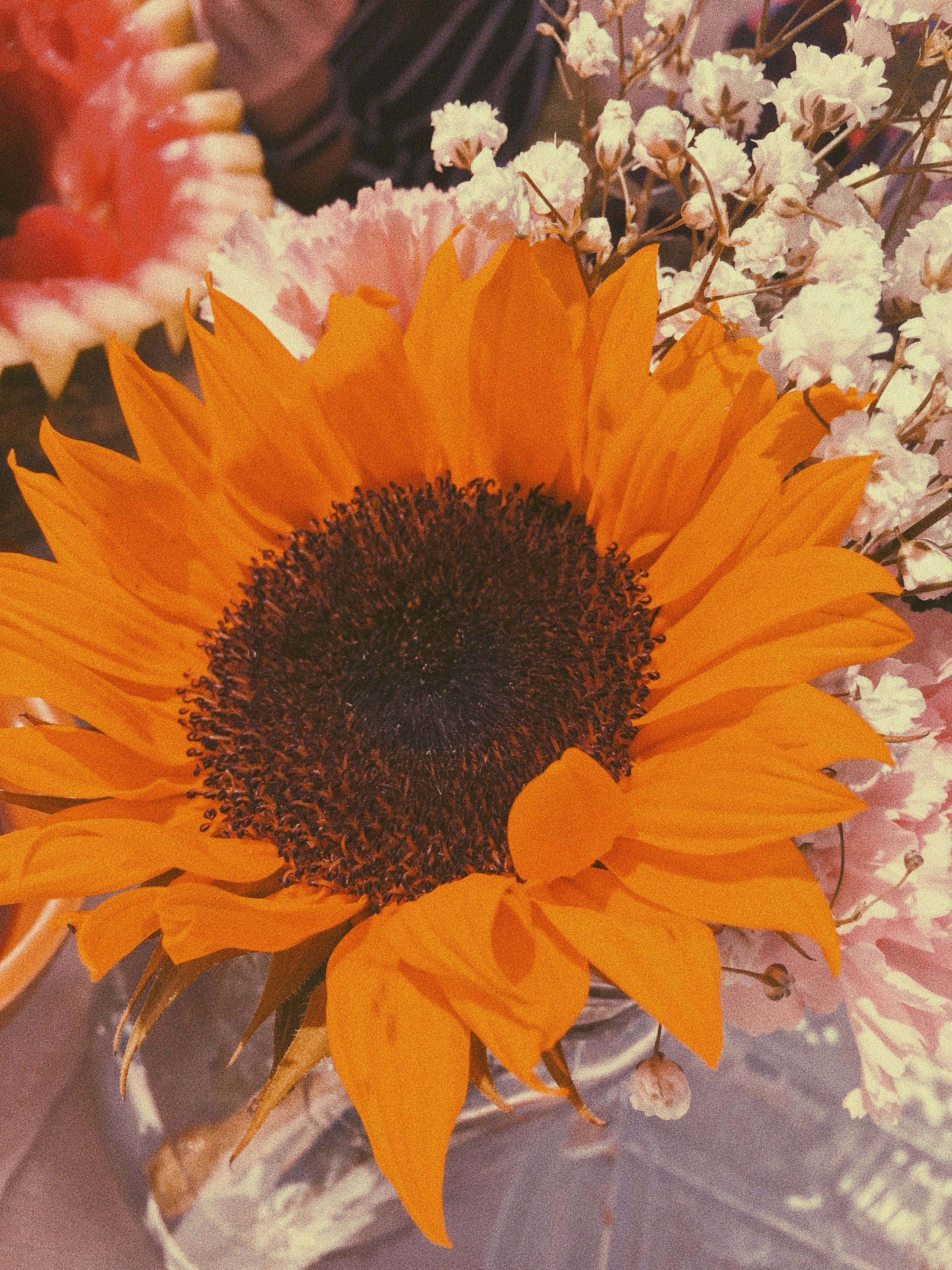 Vintage Sunflower, orange tint, sunflower, 4K Phone Wallpaper
