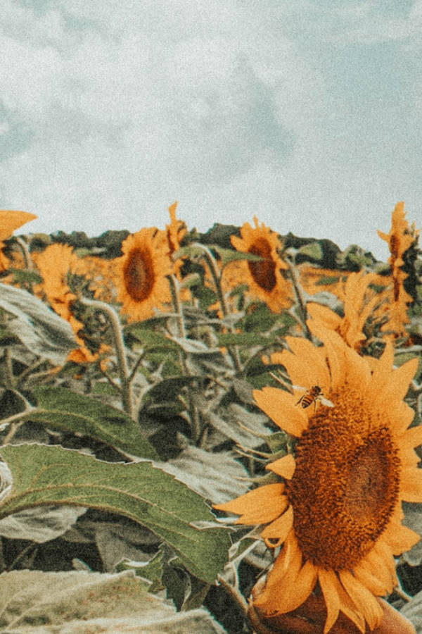 sunflower field, cloudy sky, bee, SD Phone Wallpaper