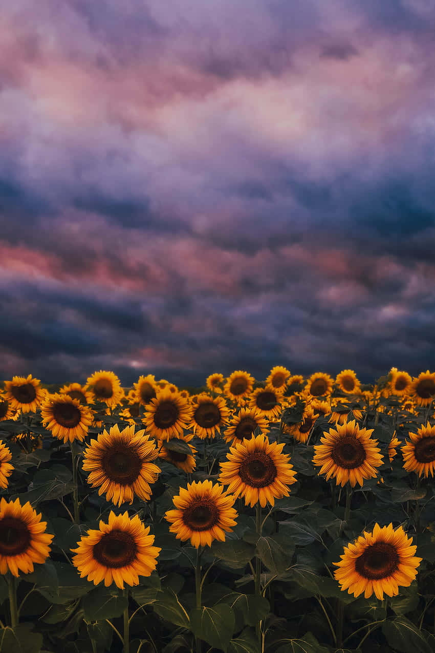sunflowers, twilight, purple, SD Phone Wallpaper