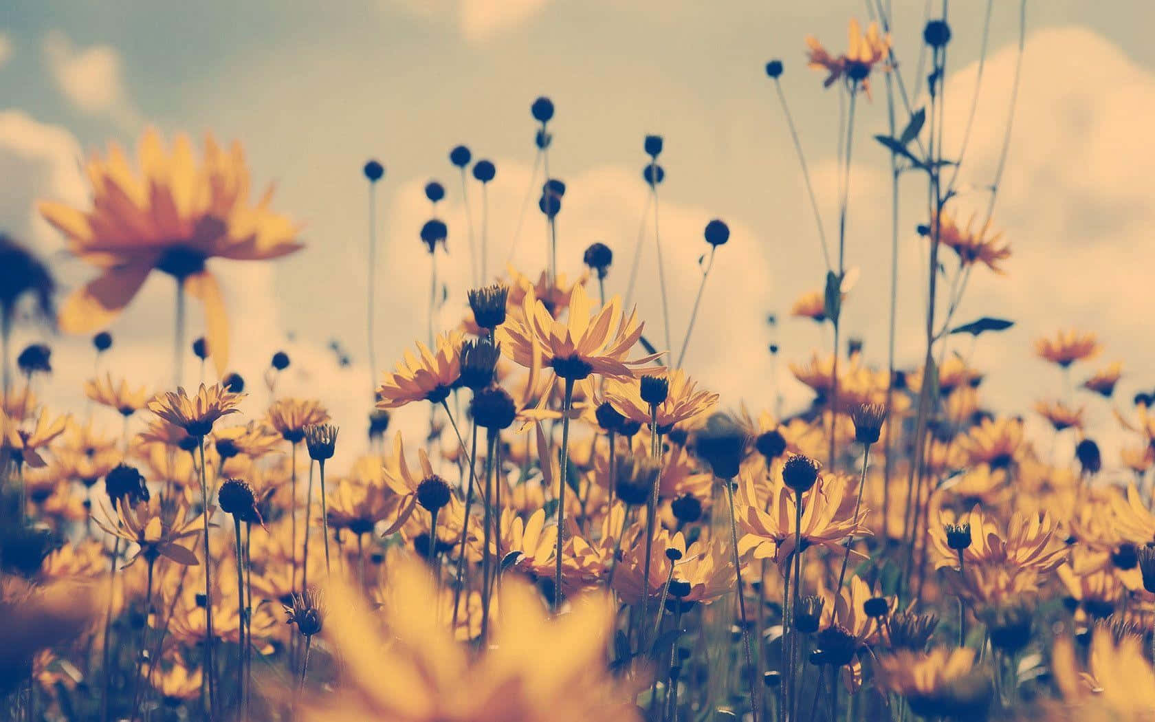 Vintage Wildflower Meadow Sunset, golden daisies, sunlit field, HD Desktop Wallpaper
