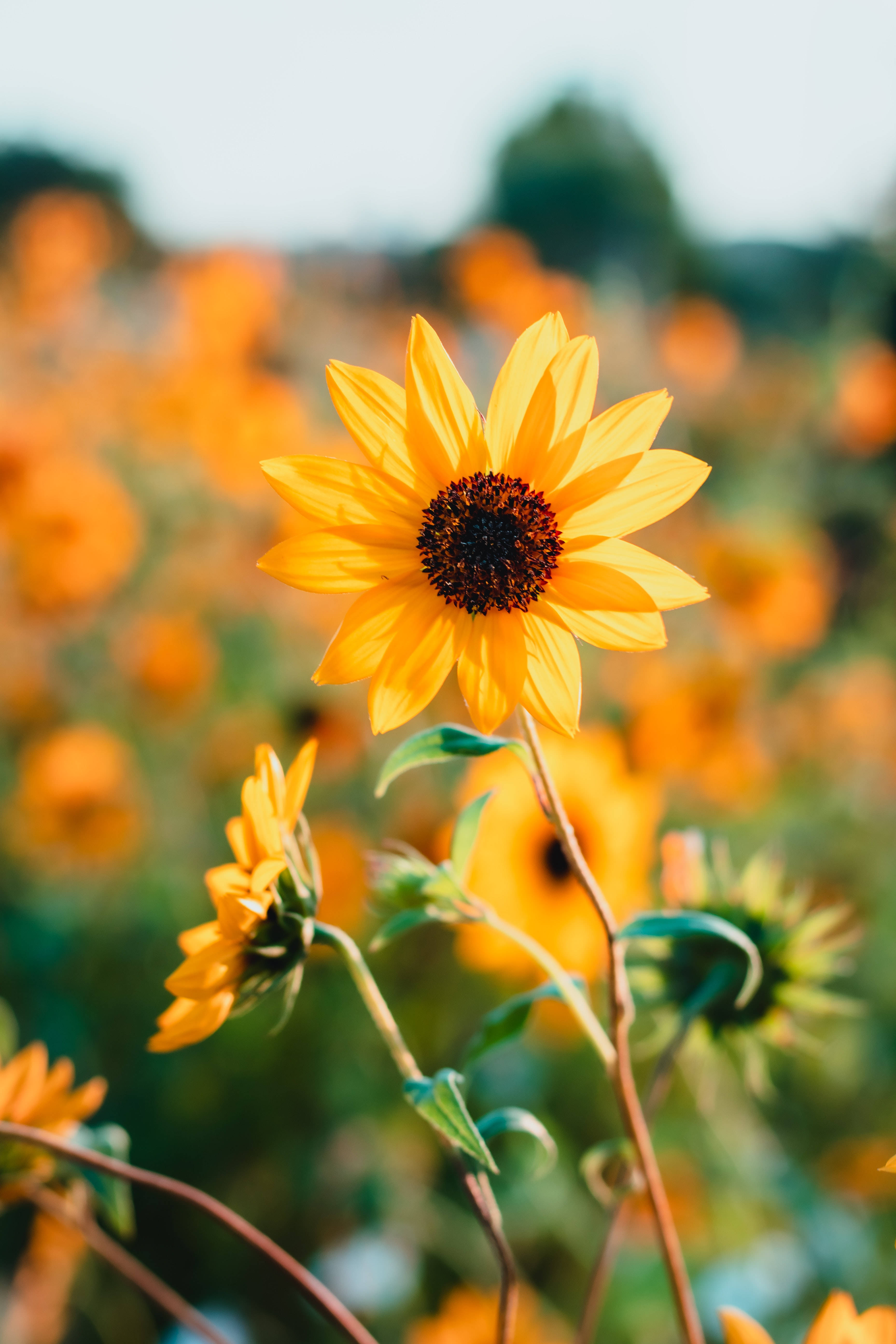 retro bright sunflowers, vibrant sunflower, golden sunflowers, 5K Phone Wallpaper
