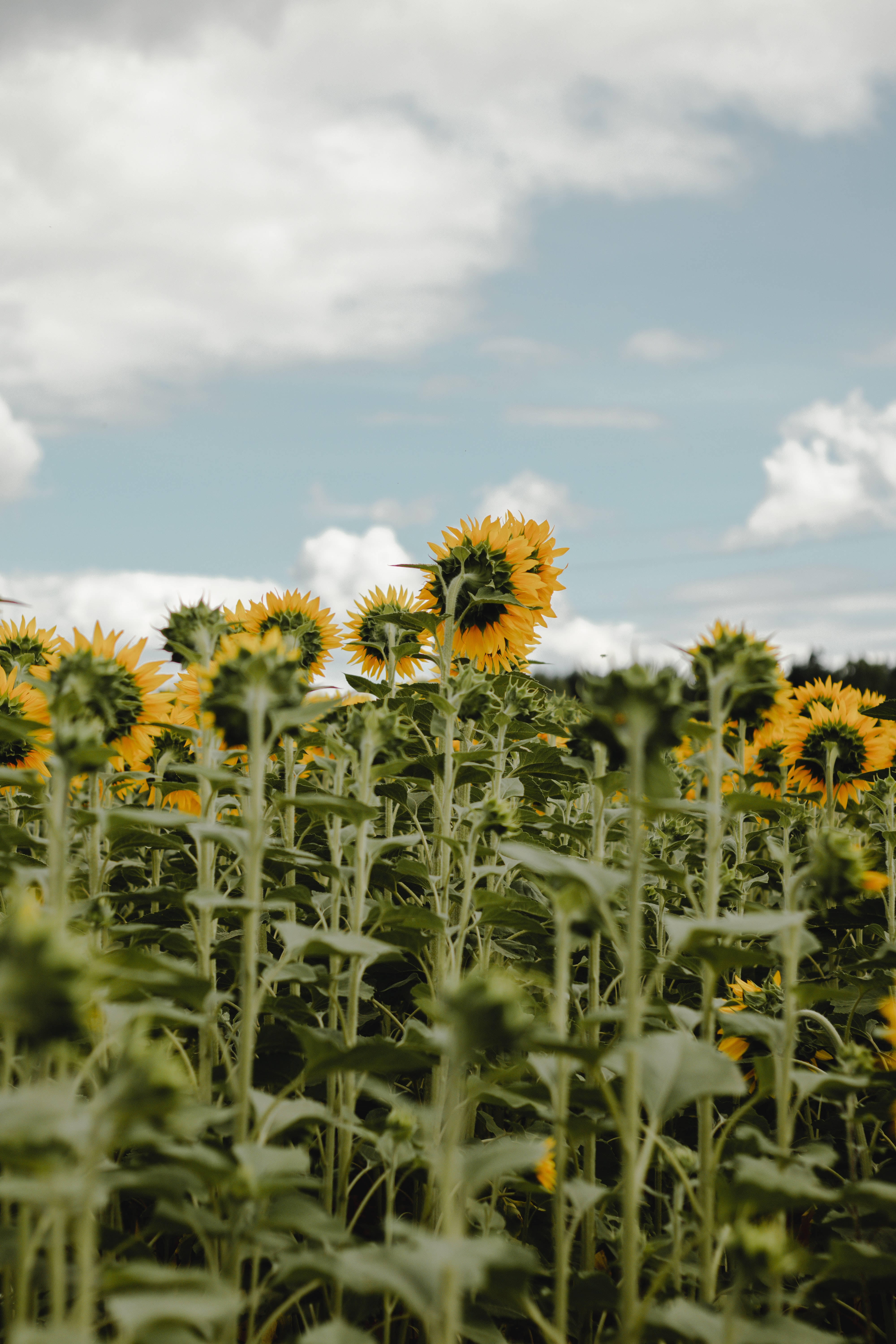 vintage sunflowers field, sunrise, field of sunflowers, 5K Phone Wallpaper