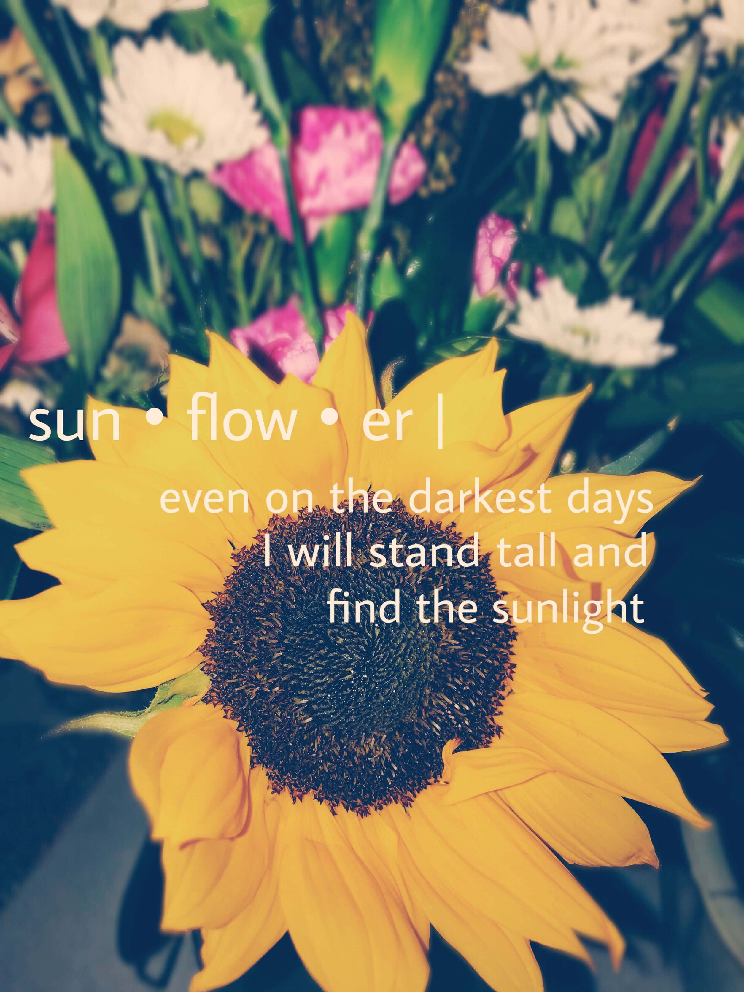 sunflower, pink and white flowers, inspirational text overlay, 2K Phone Wallpaper
