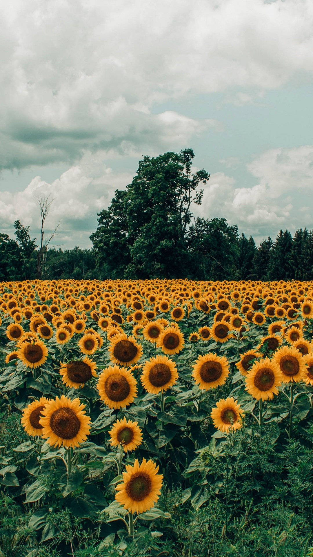 sunflower field, bright yellow, cloudy sky, Full HD Phone Wallpaper