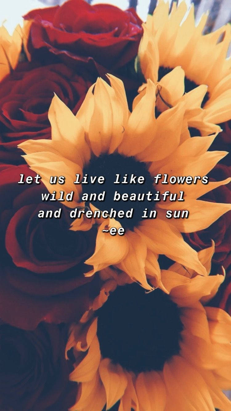 sunflower, roses, deep red roses, HD Phone Wallpaper