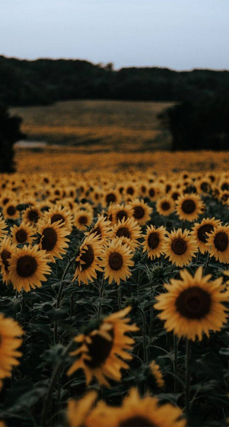 sunflower field, twilight sky, blurred trees, HD Phone Wallpaper
