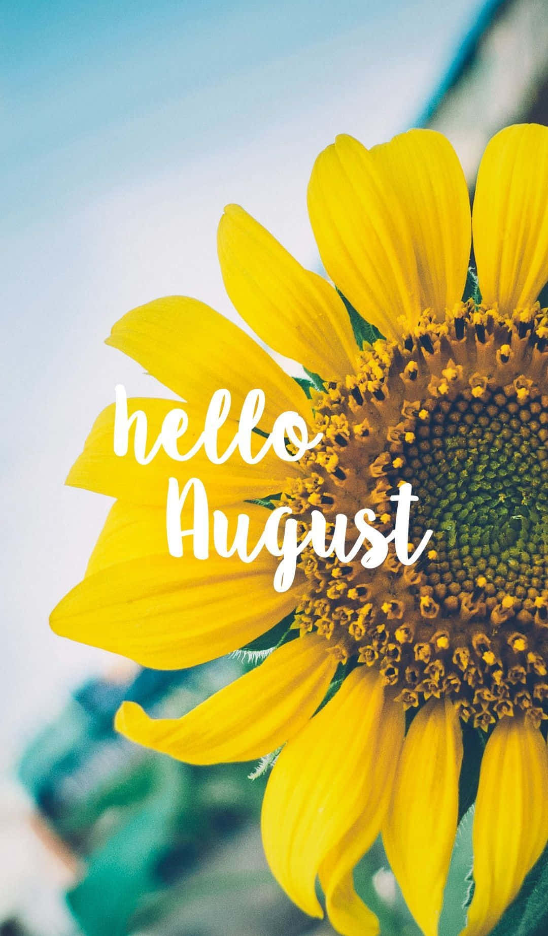 hello August, sunflower, vibrant yellow, HD Phone Wallpaper