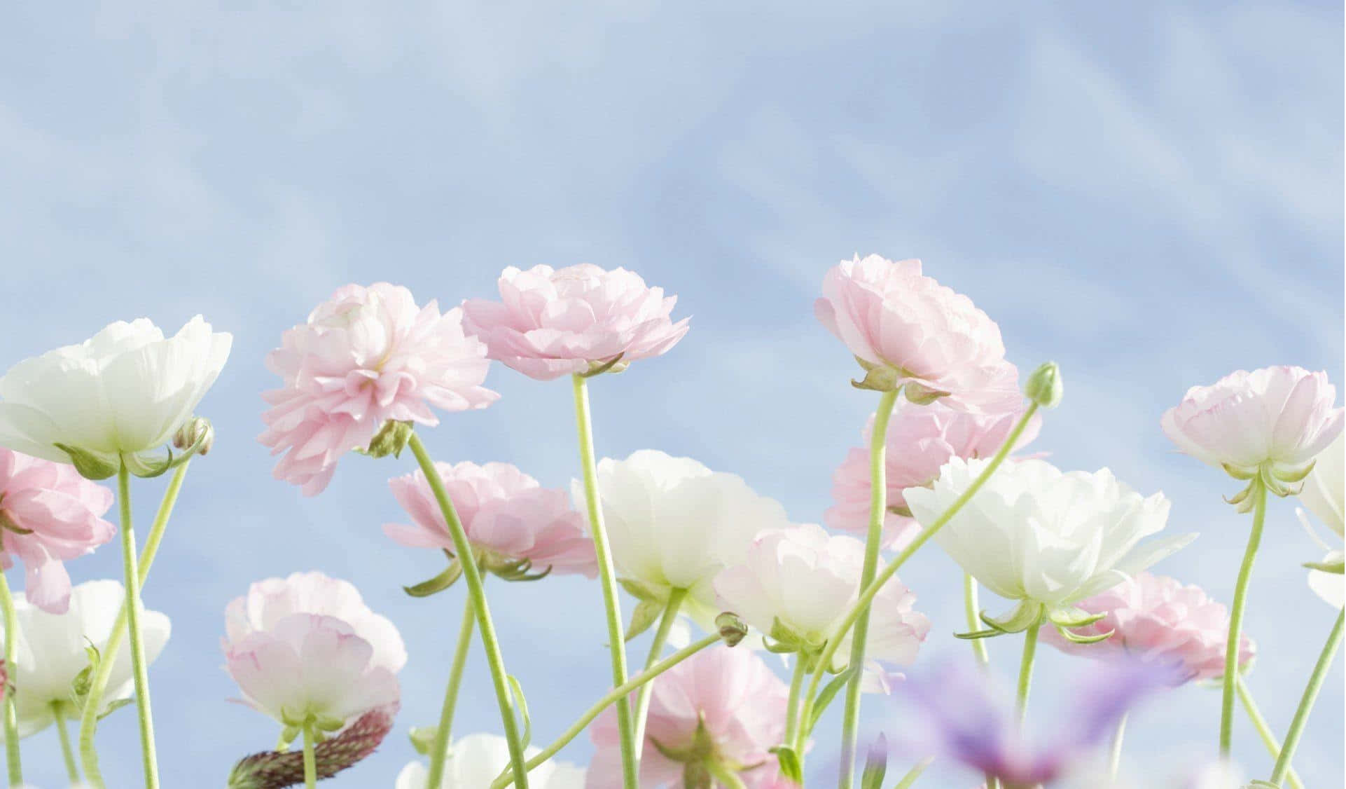 pastel ranunculus field, sky background, clear blue sky, Full HD Desktop Wallpaper