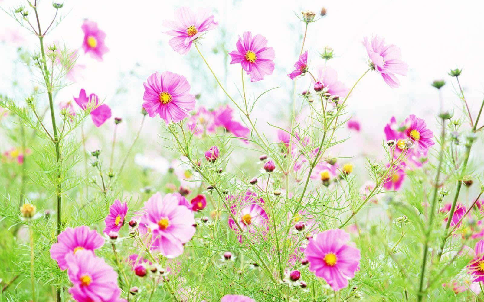cosmos, pink cosmos flowers, lush green stems, HD Desktop Wallpaper