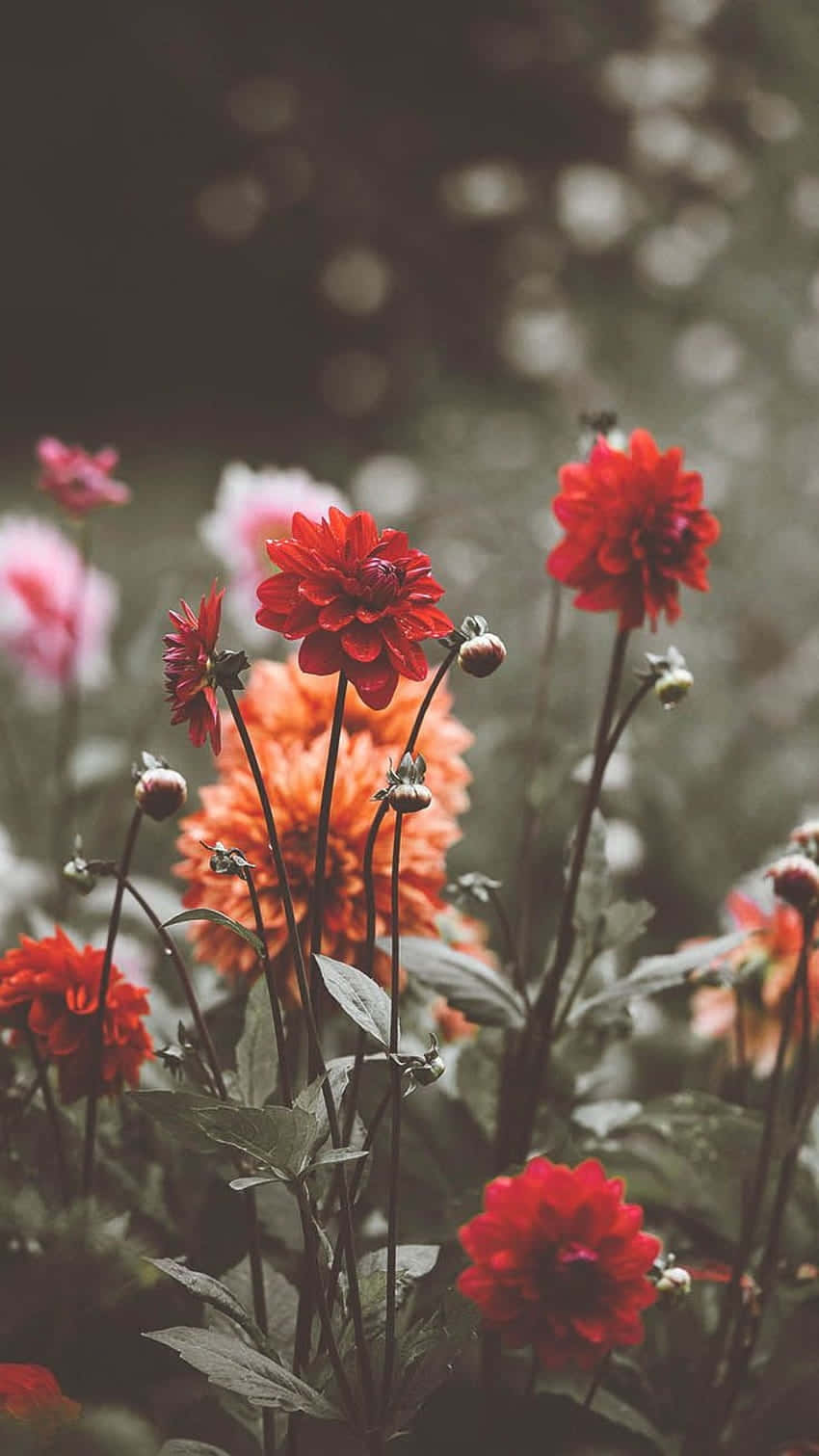 vintage red wildflowers, bokeh background, vibrant red and orange dahlias, HD Phone Wallpaper