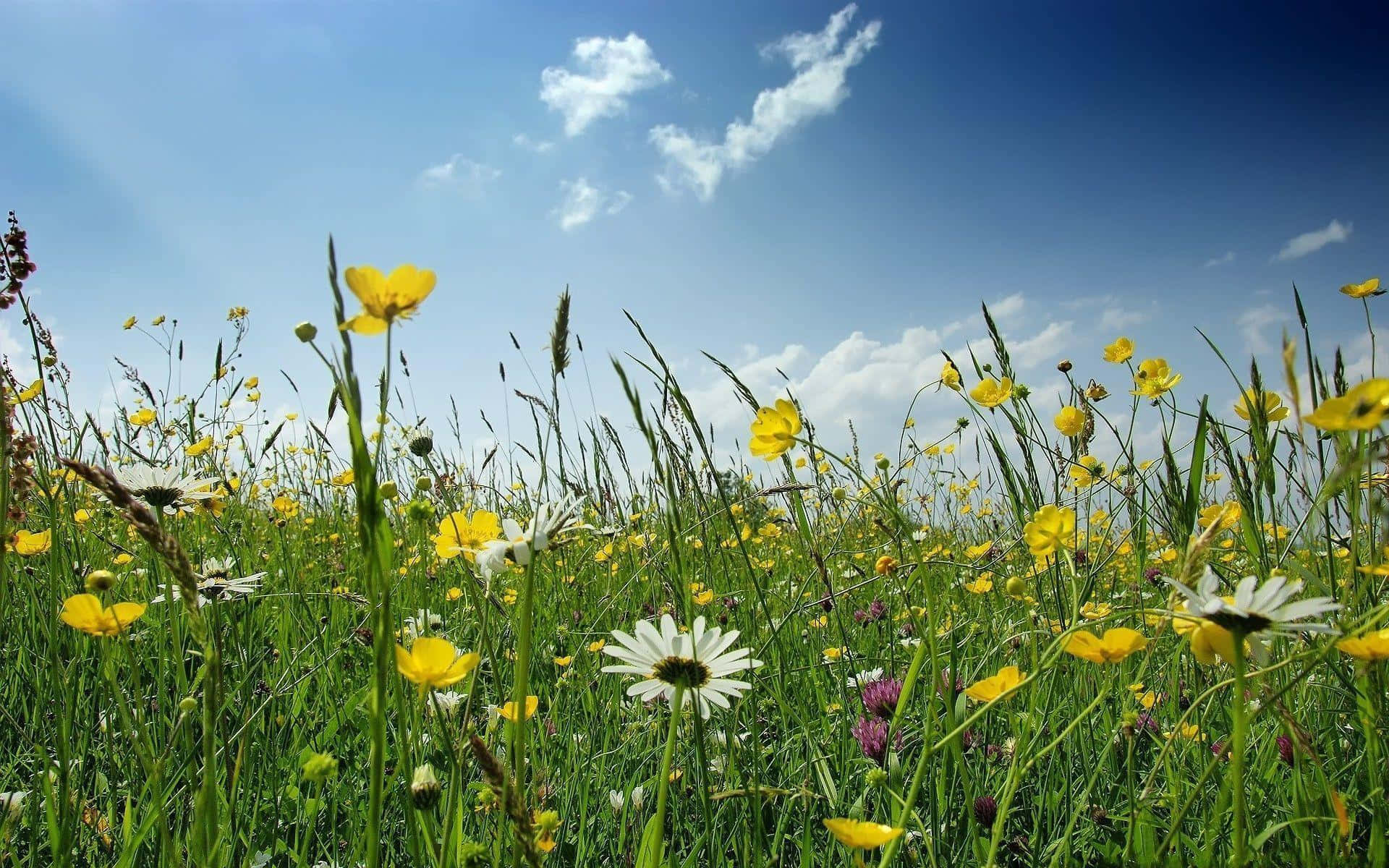 Sunny Meadow Wildflowers, yellow buttercups, white daisies, Full HD Desktop Wallpaper