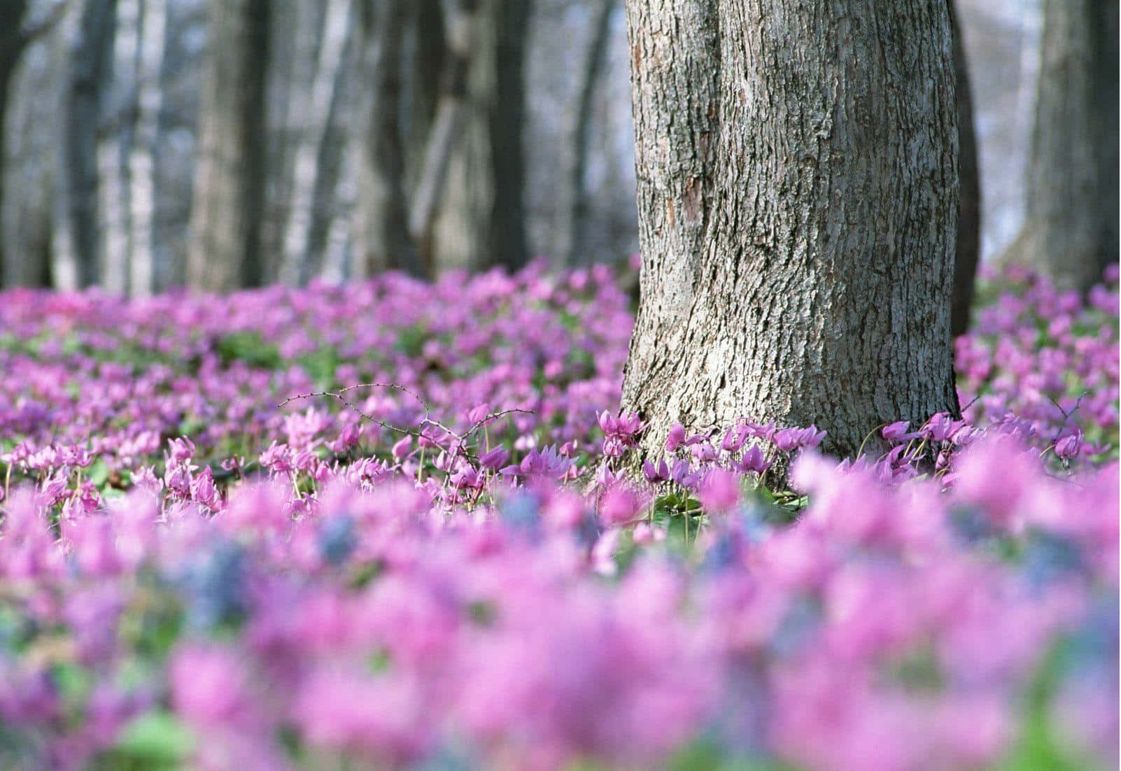 Springtime Wildflower Bloom Forest, vibrant pink flowers, textured tree trunk, HD Desktop Wallpaper